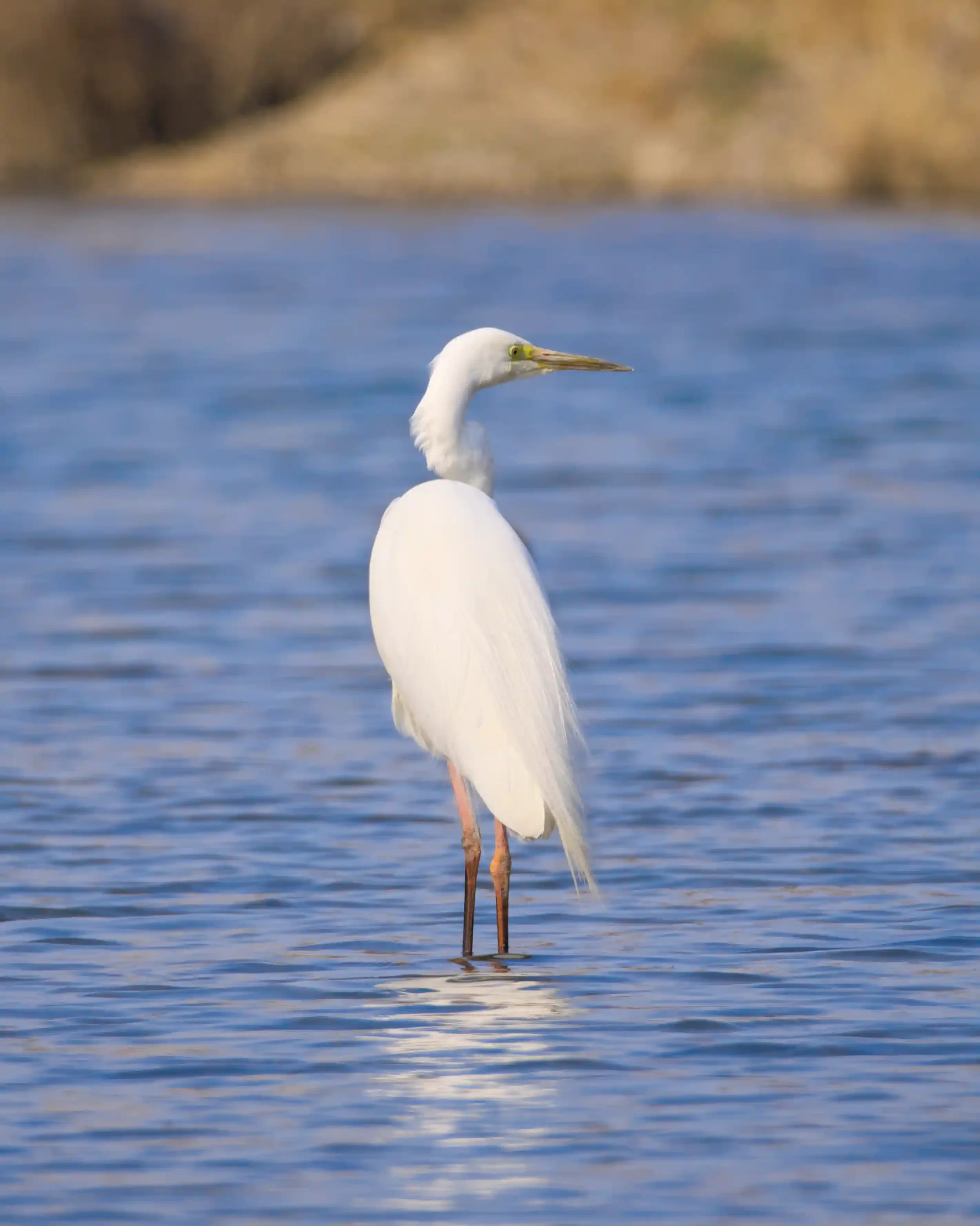 A white heron standing in blue water with a blurred shoreline in the background.