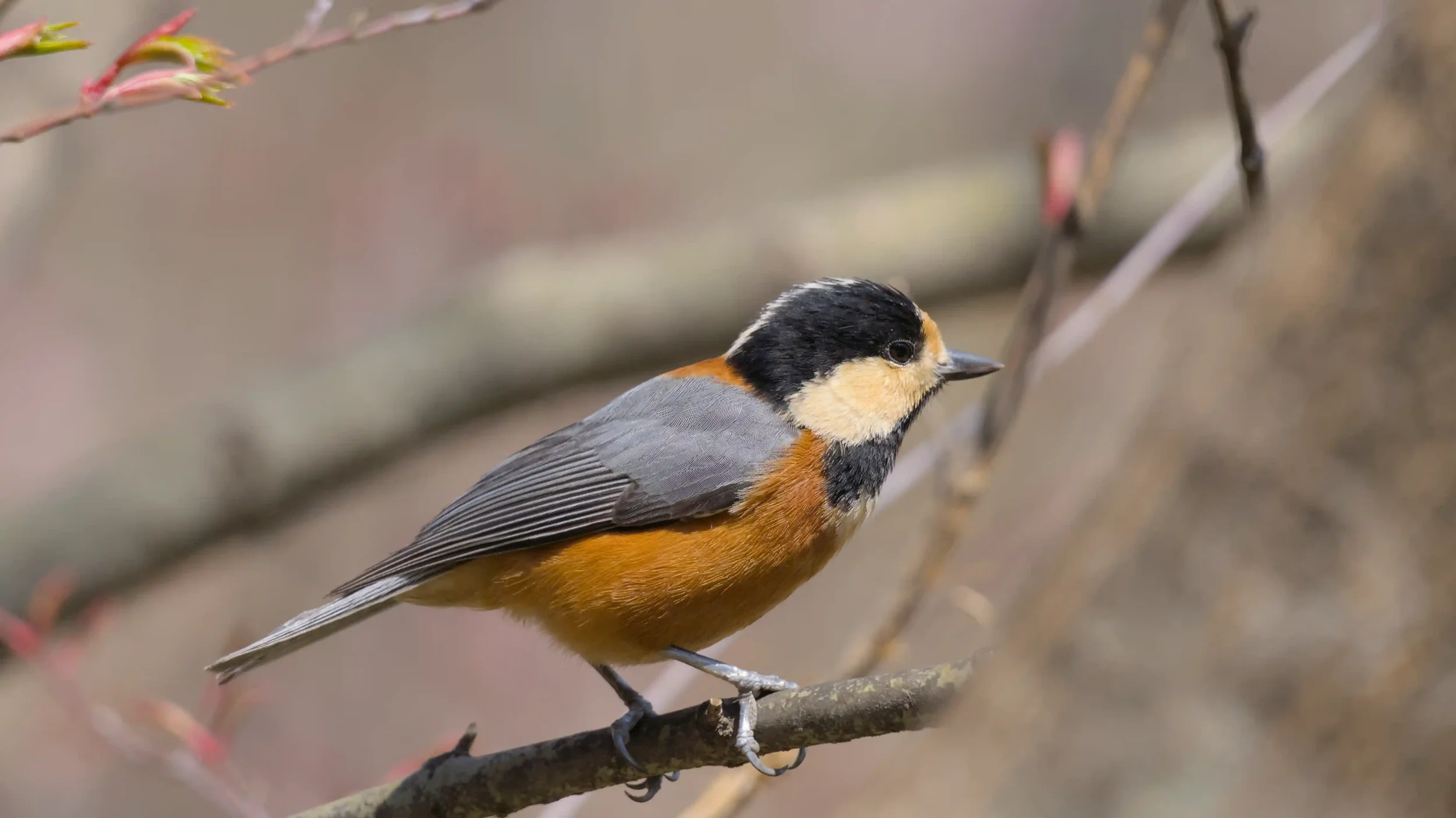A small bird with a black, white, orange, and gray body perches on a thin branch against a blurred background.