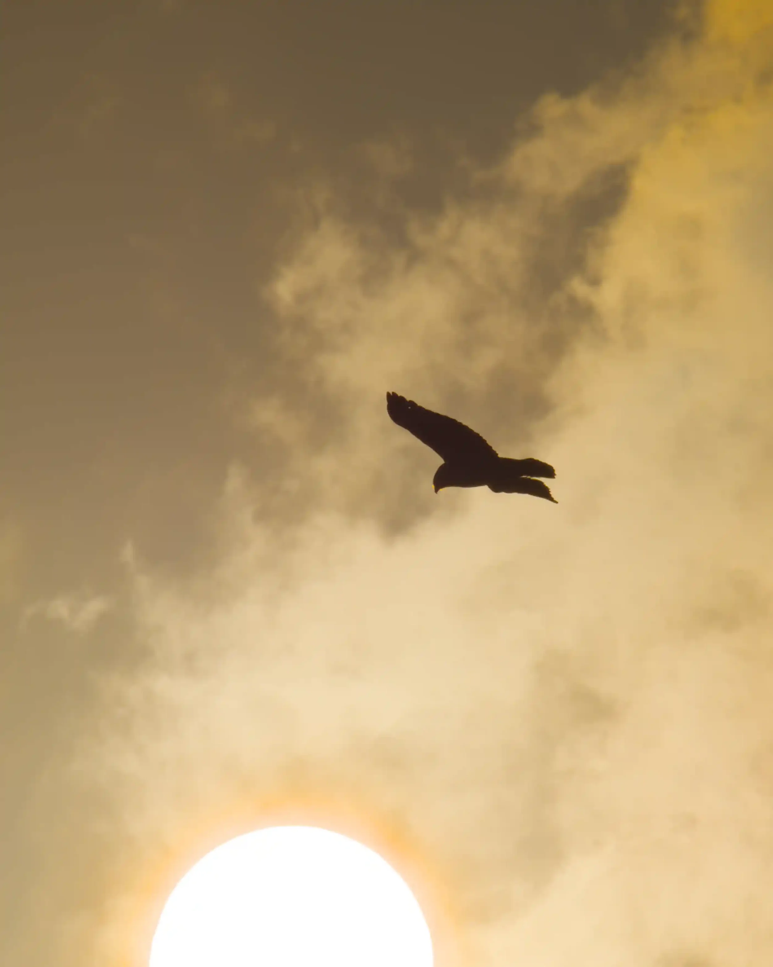 Silhouette of a bird flying in the sky during sunset with clouds