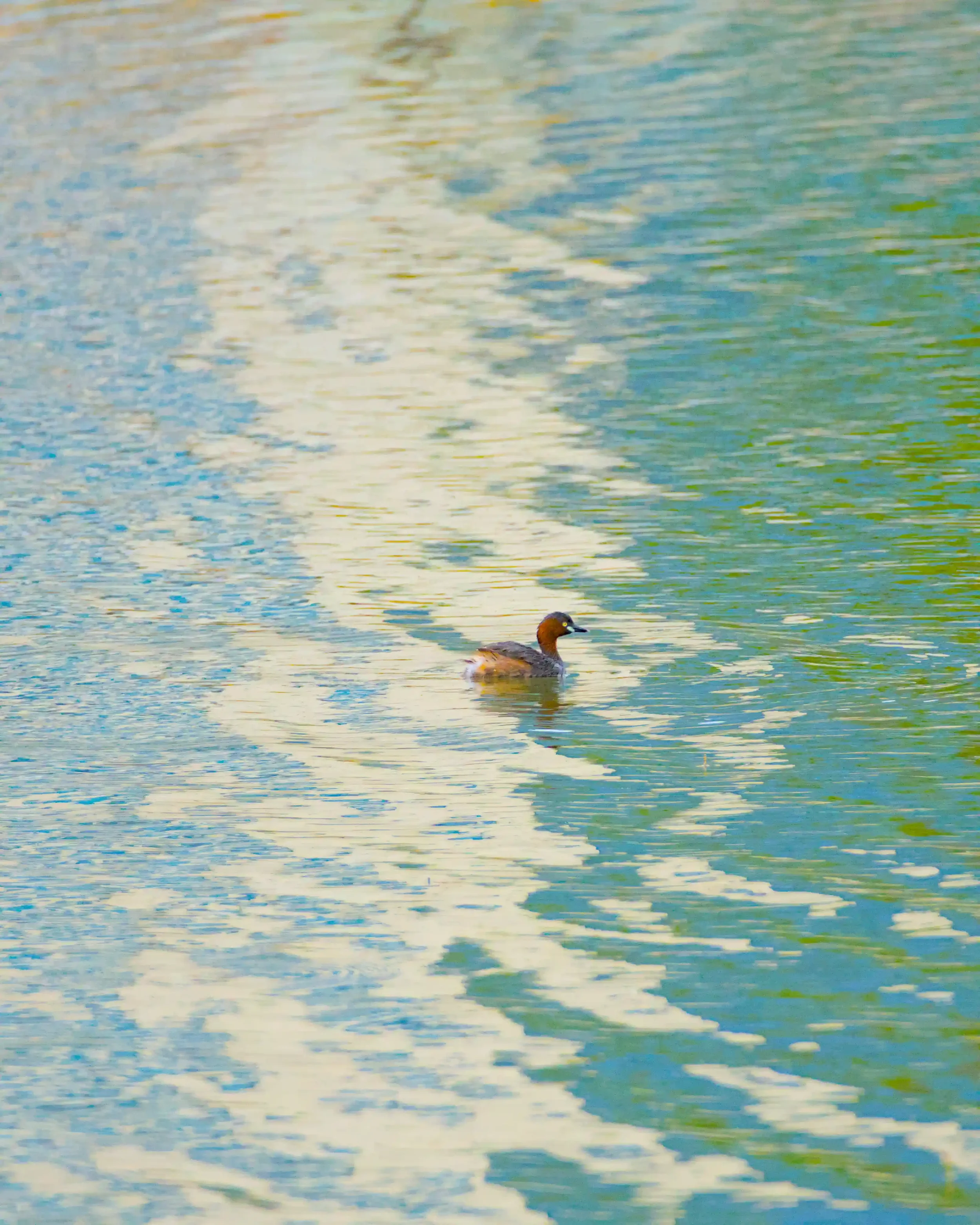 A grebe swimming in a body of water with a trail of ripples behind it.