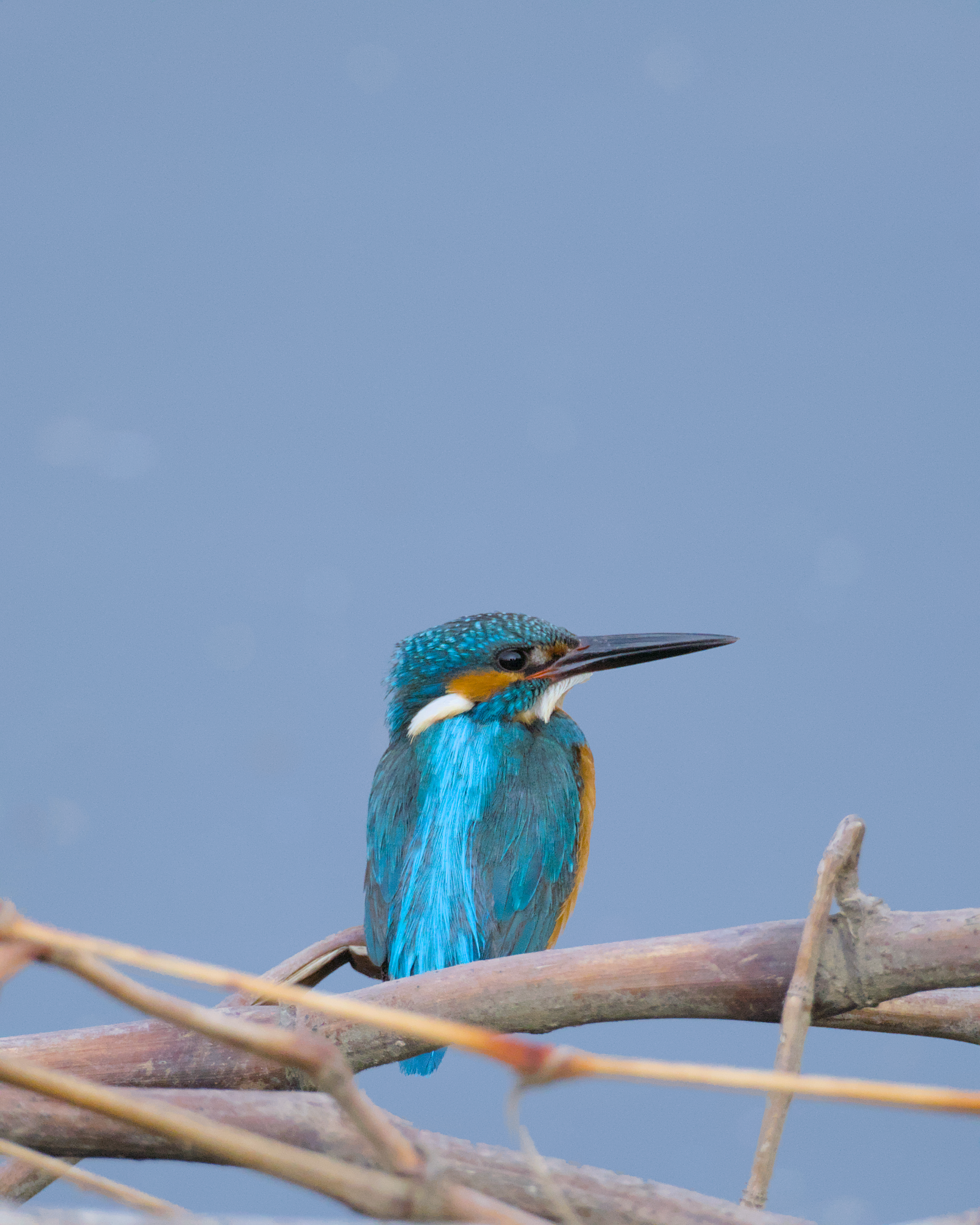 A colorful kingfisher bird with blue, orange, and white feathers perched on a branch against clear, blue water.