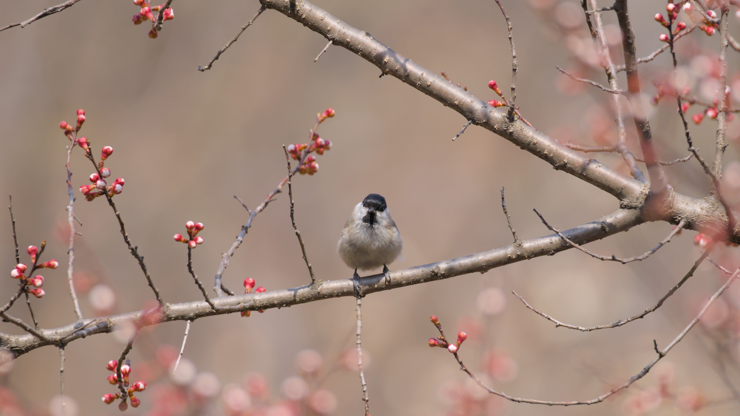 A small bird perched on a branch with pink buds, surrounded by a blooming tree with a blurred background.