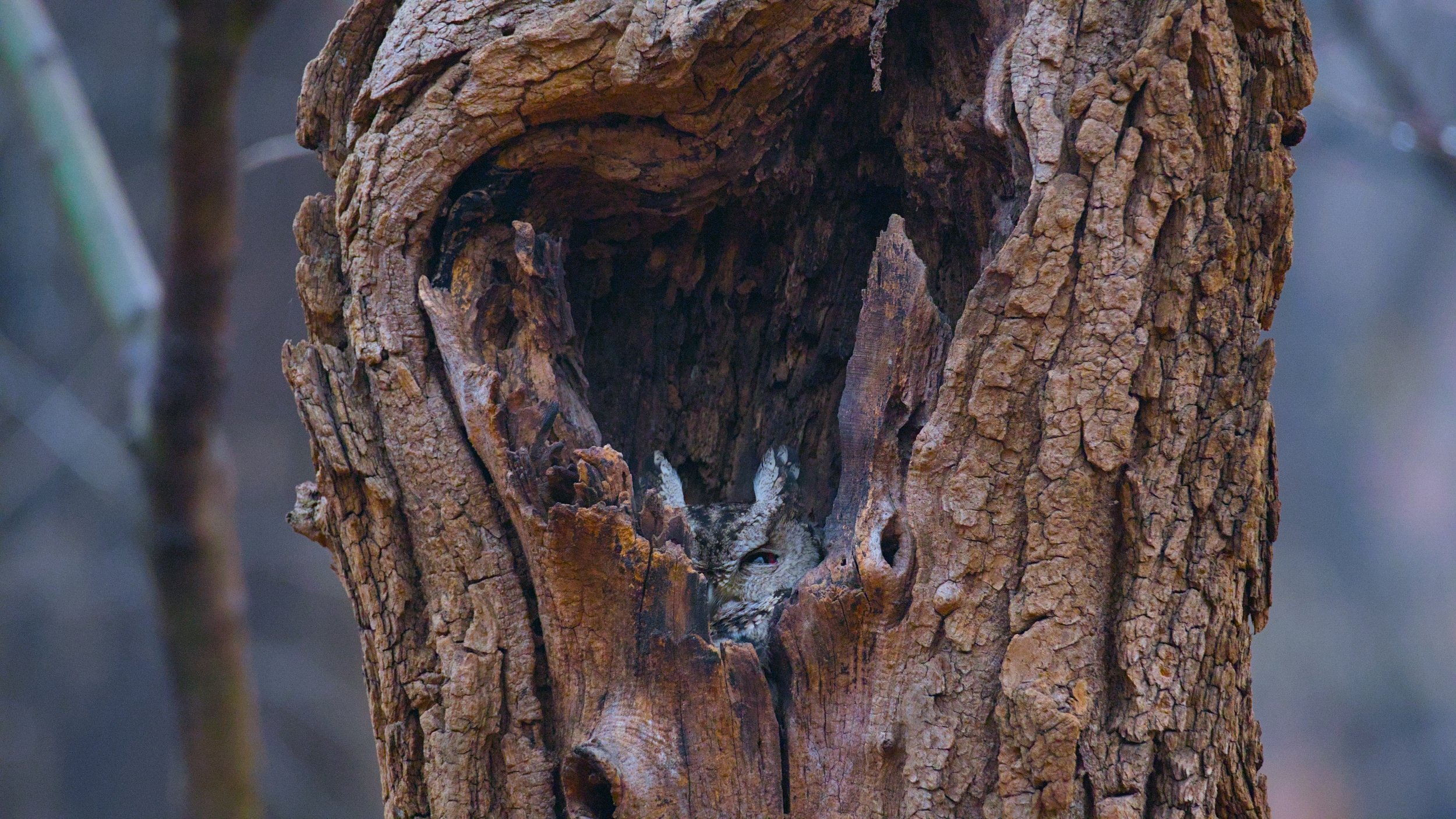 A small owl peeking out from a hollow in a tree trunk.