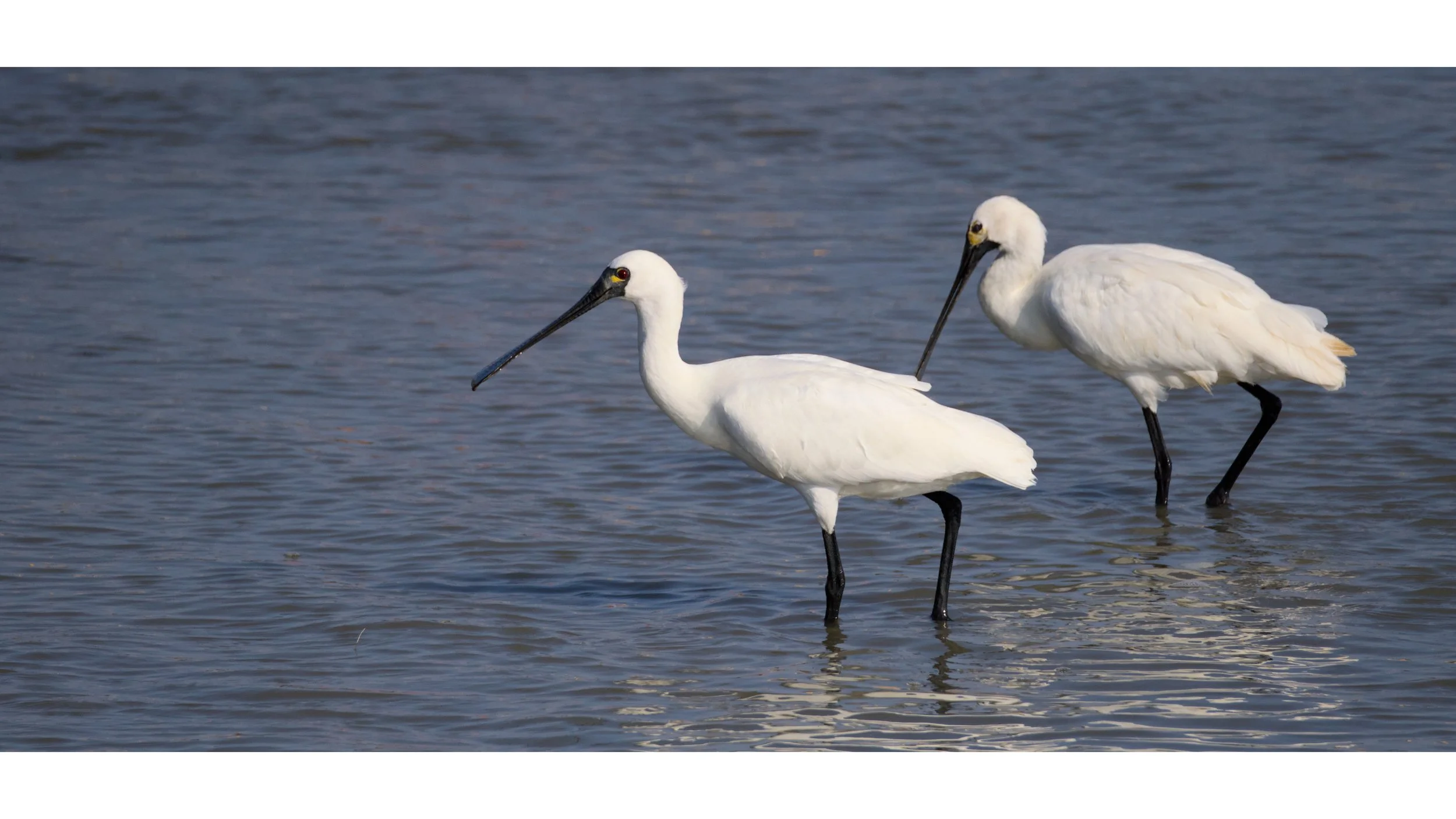 Two white spoonbills wading in shallow water.