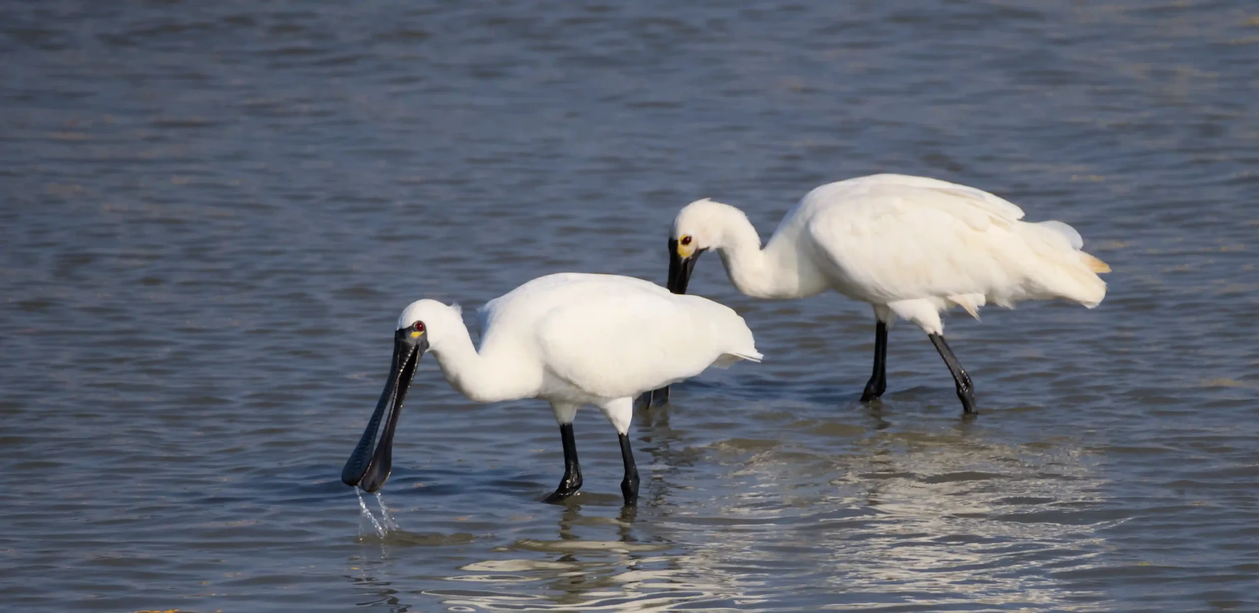 Two white spoonbills wading in shallow water with one dipping its beak into the water and the other looking down, in a natural setting.