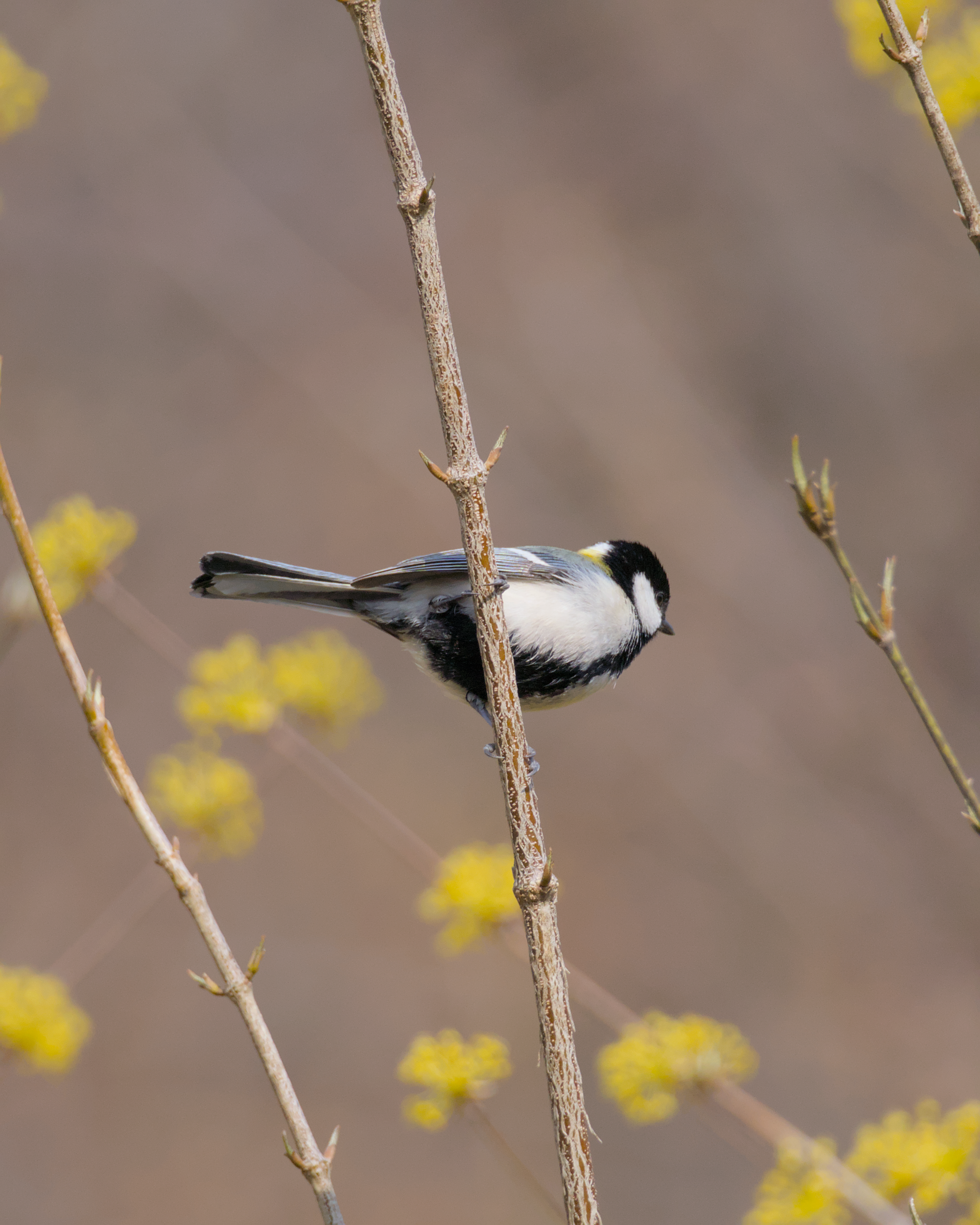 A small bird with black and white plumage perched on a thin, brown branch with yellow flowers and buds, against a blurred, neutral background.