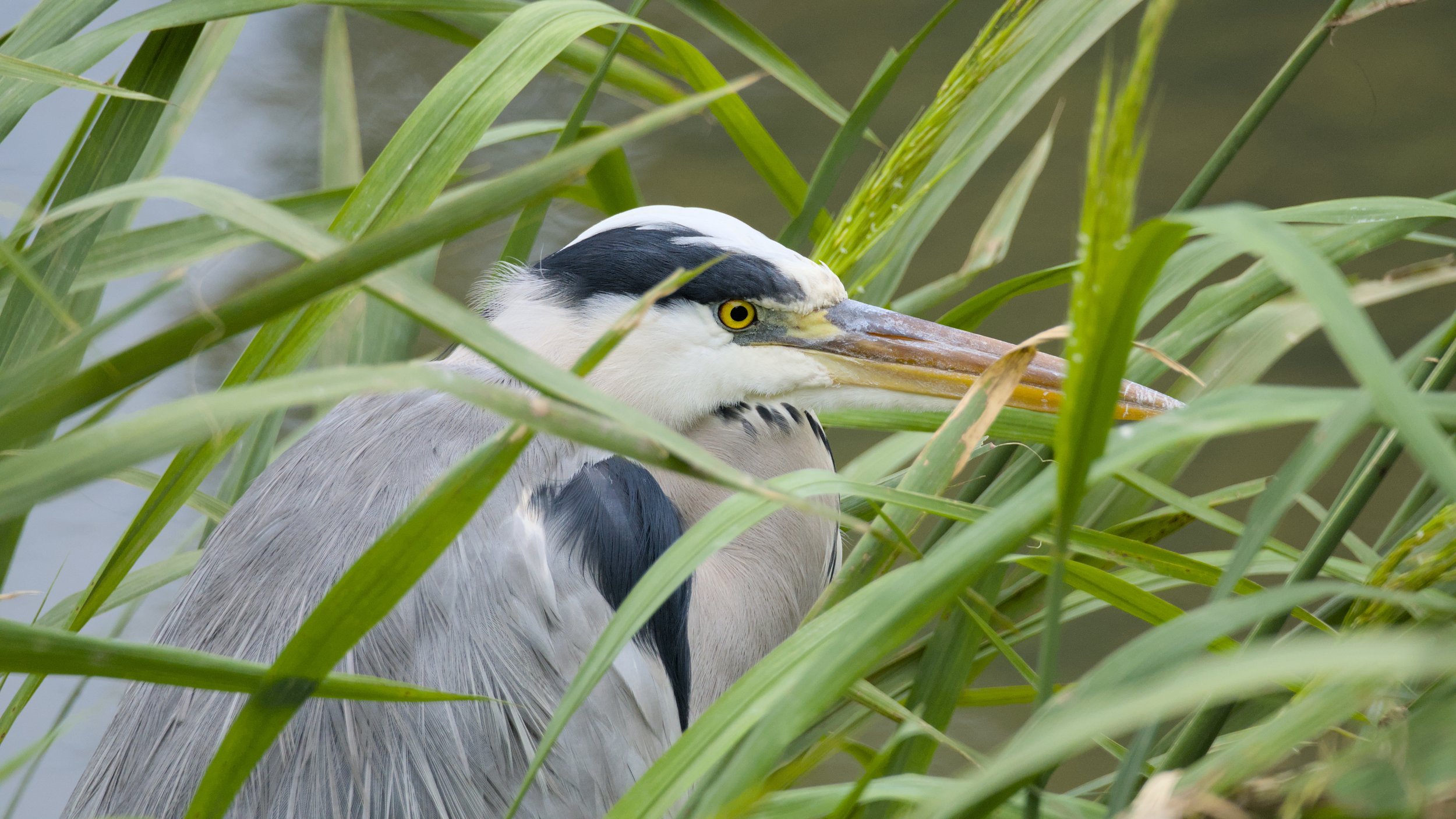 A heron among tall green reeds, partly hidden, with a yellow eye, a long beak, and grey and white feathers.