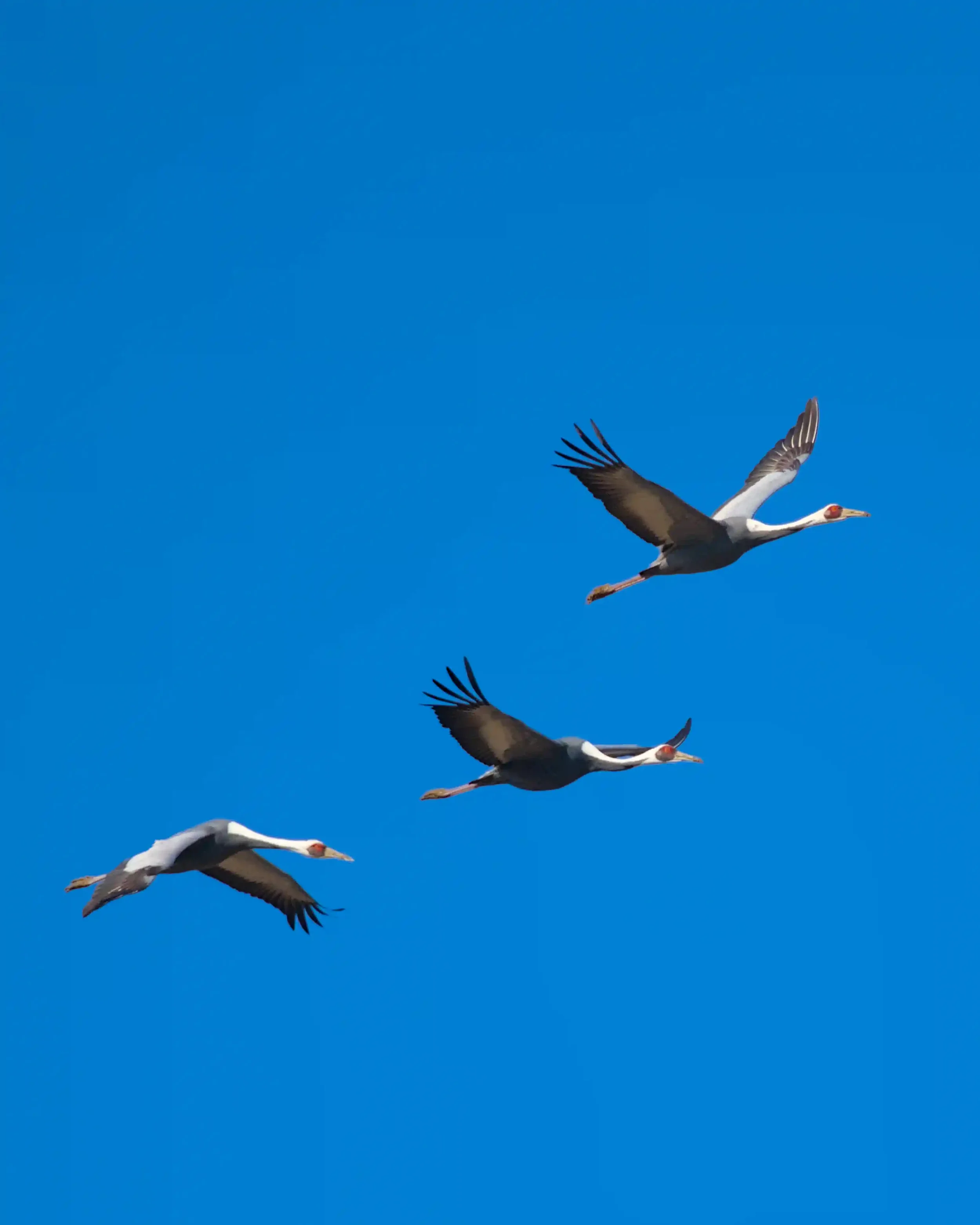 Three cranes flying in the clear blue sky.