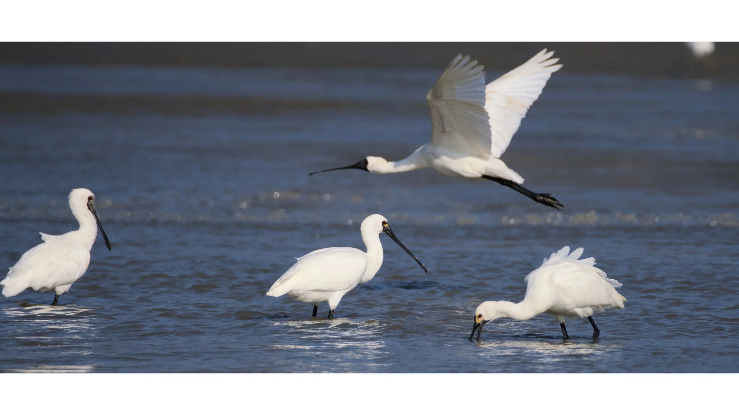 Three white spoonbills wading in shallow water looking for prey and one spoonbill flying right above their heads.