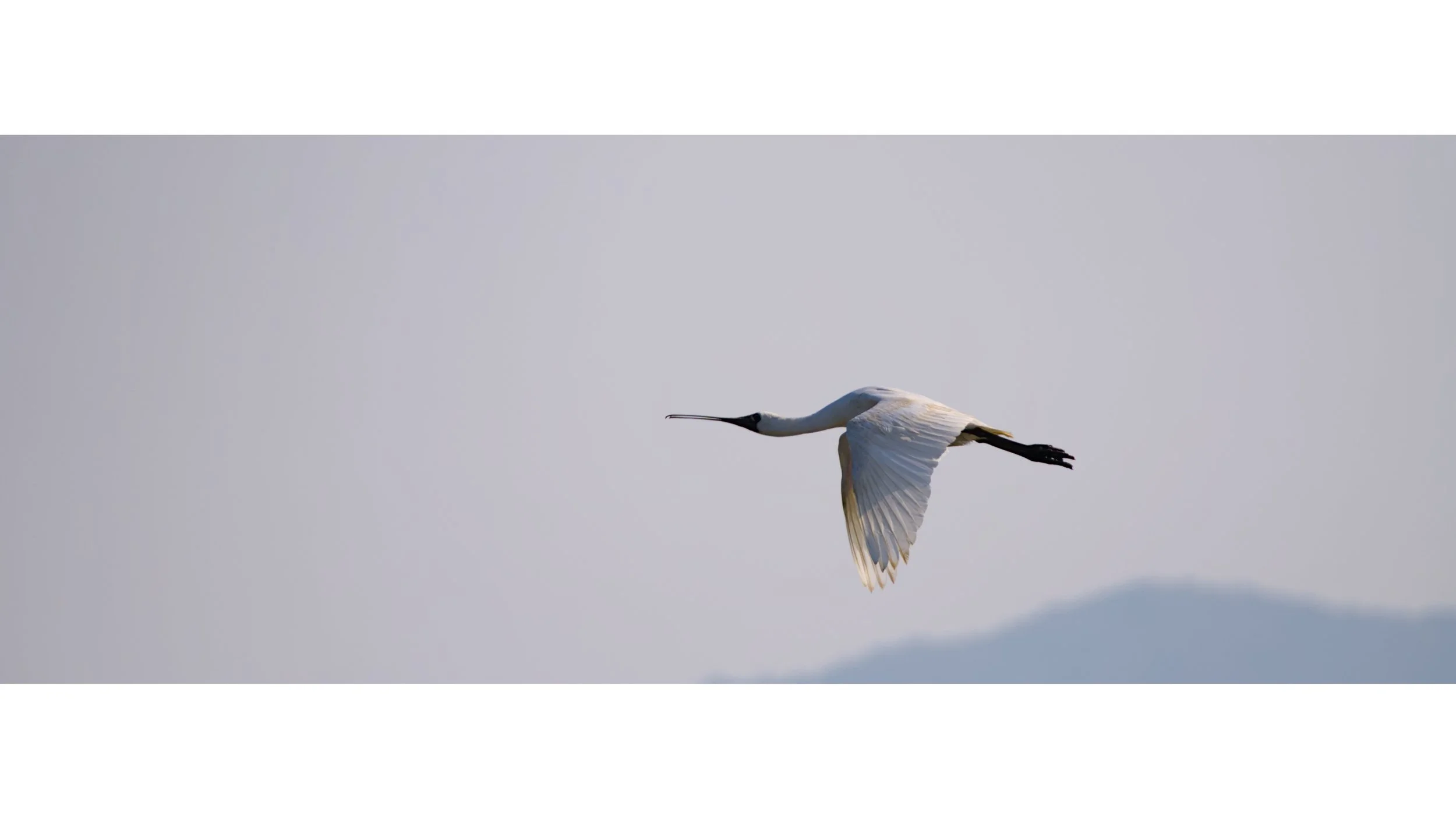 A white spoonbill flying in the sky with hills or mountains in the background.