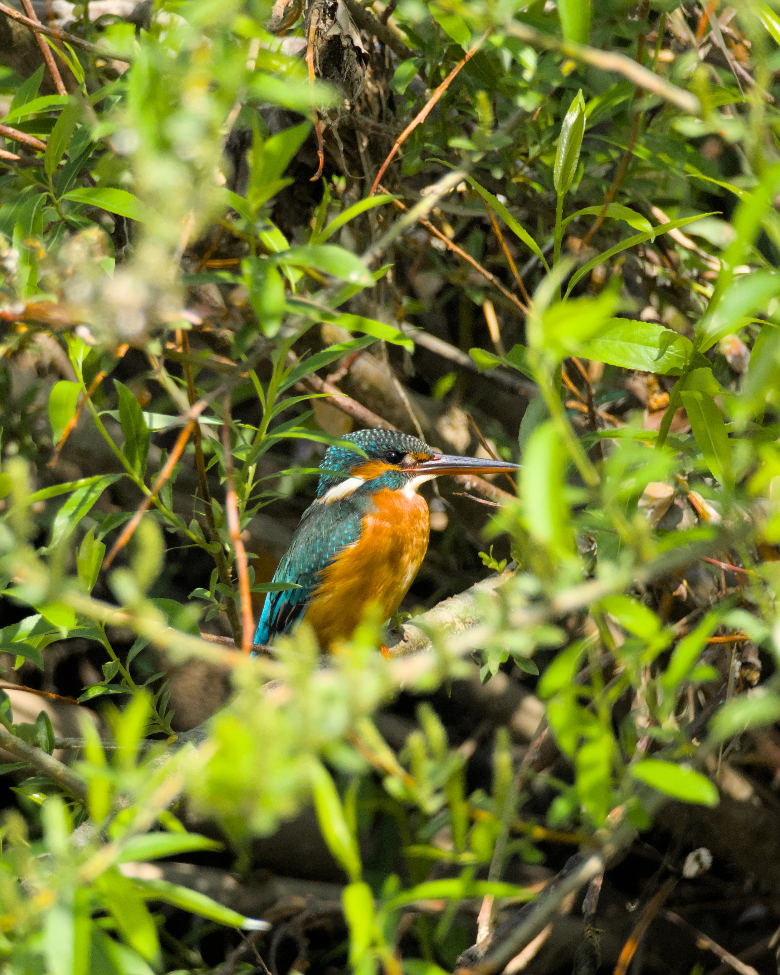 A colorful kingfisher bird with blue, orange, and white feathers perched among green foliage.