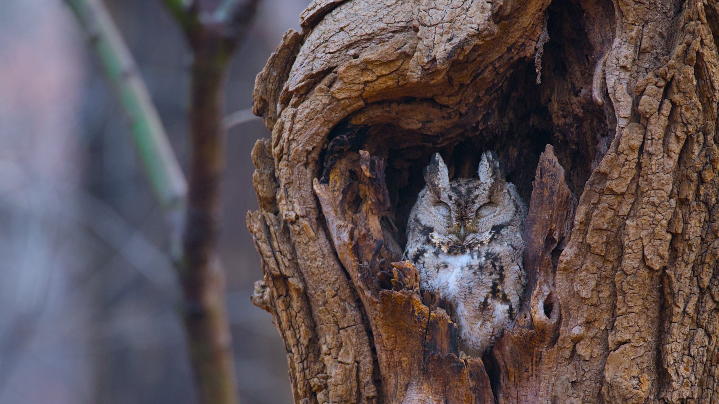 An owl with closed eyes nestled inside a hollowed tree trunk.