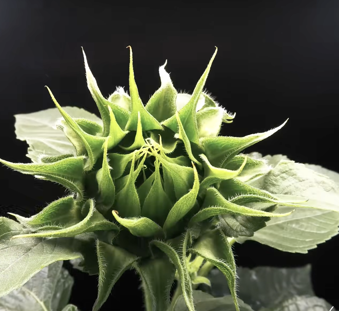 🟡 GROW TIER – Group Support & Practice