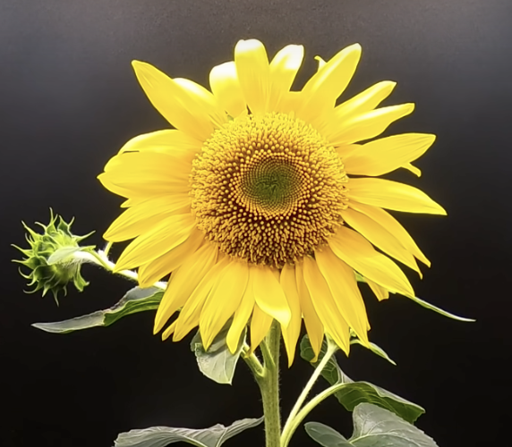 🔵 THRIVE TIER – Personalised 1:1 Supportnced Service