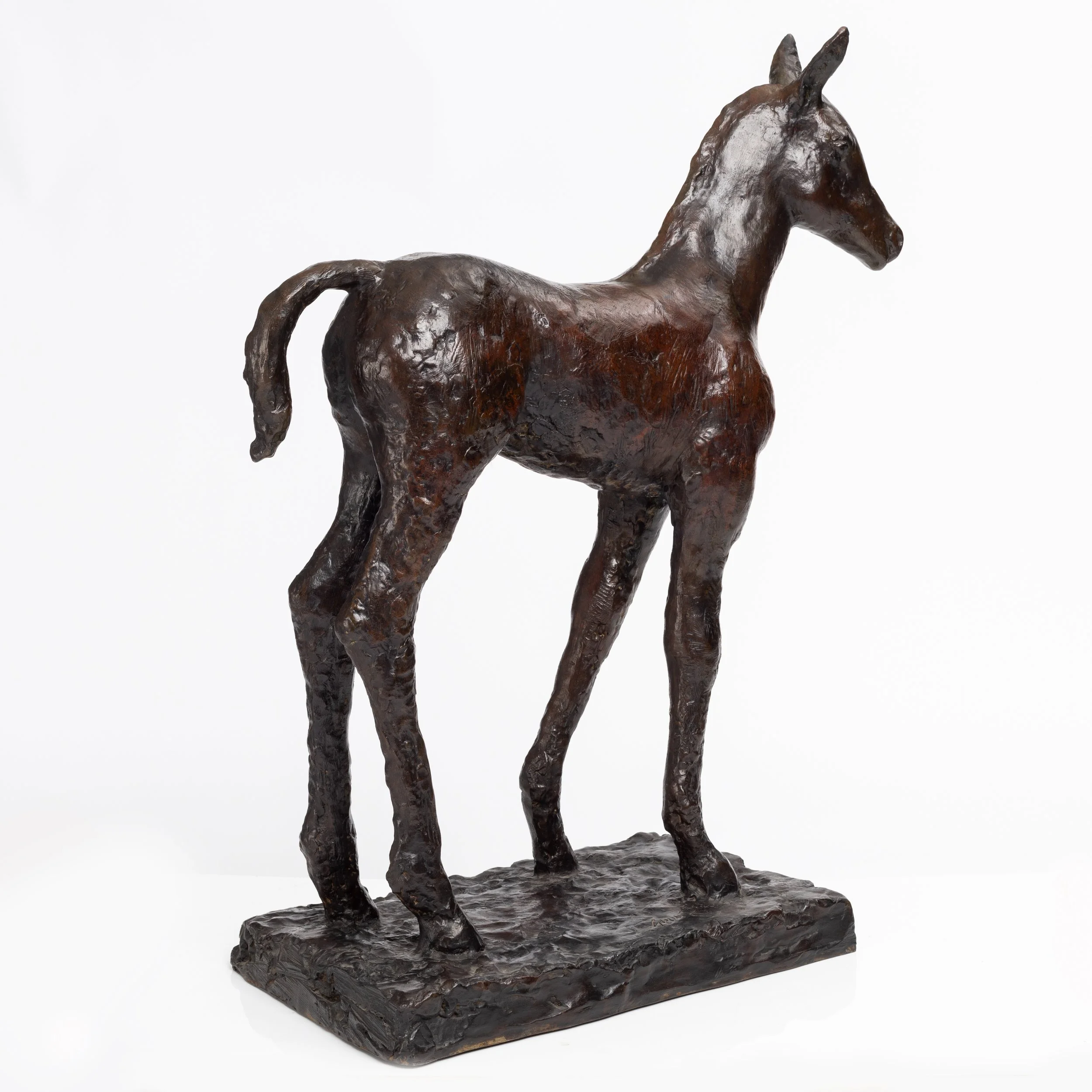 Poulain Foal 2.jpg