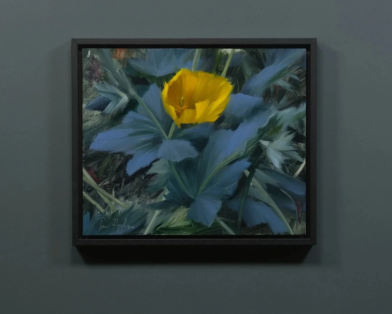 Chelsea Physic Garden, Yellow Poppy, Study