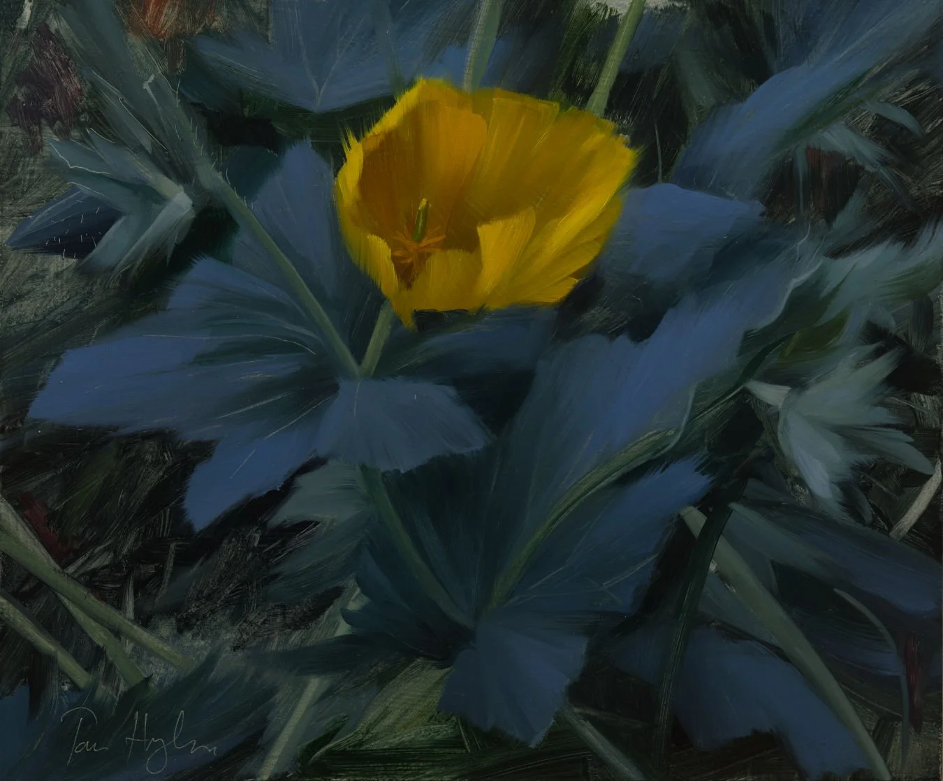 Yellow Poppy - Study I_1350.jpg
