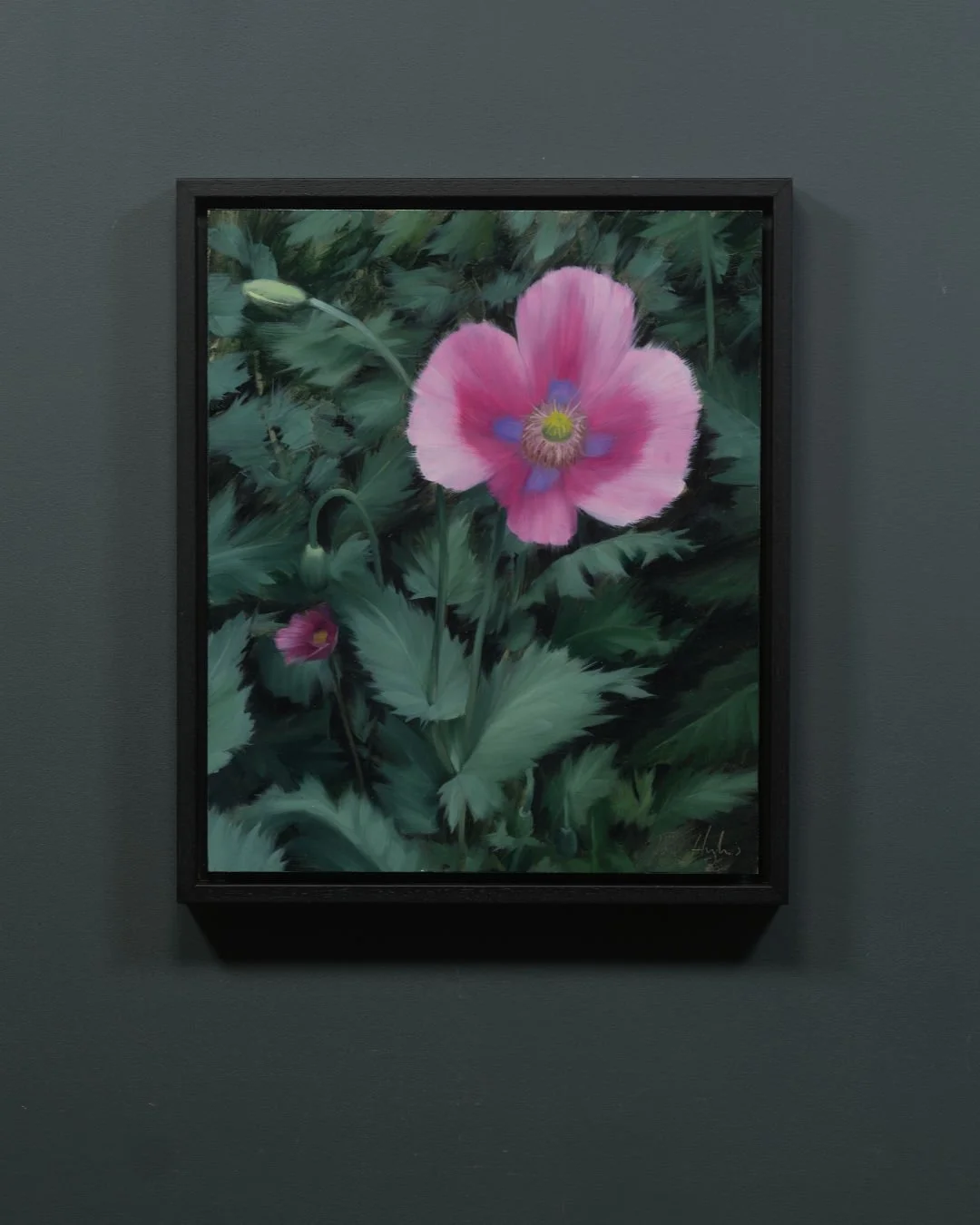 Chelsea Physic Garden, Pink Poppy, Study I