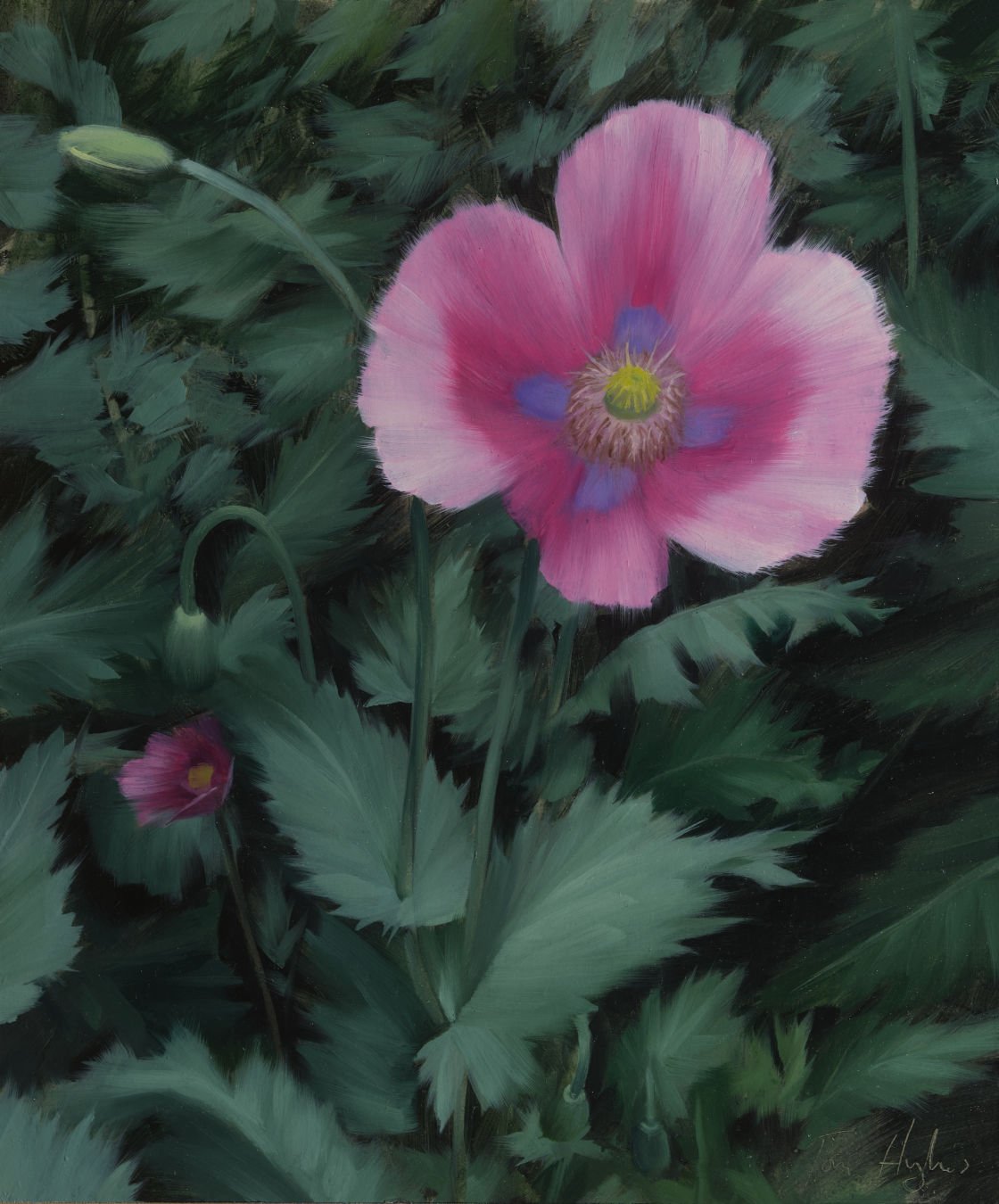 Pink Poppy - Study I_1350.jpg