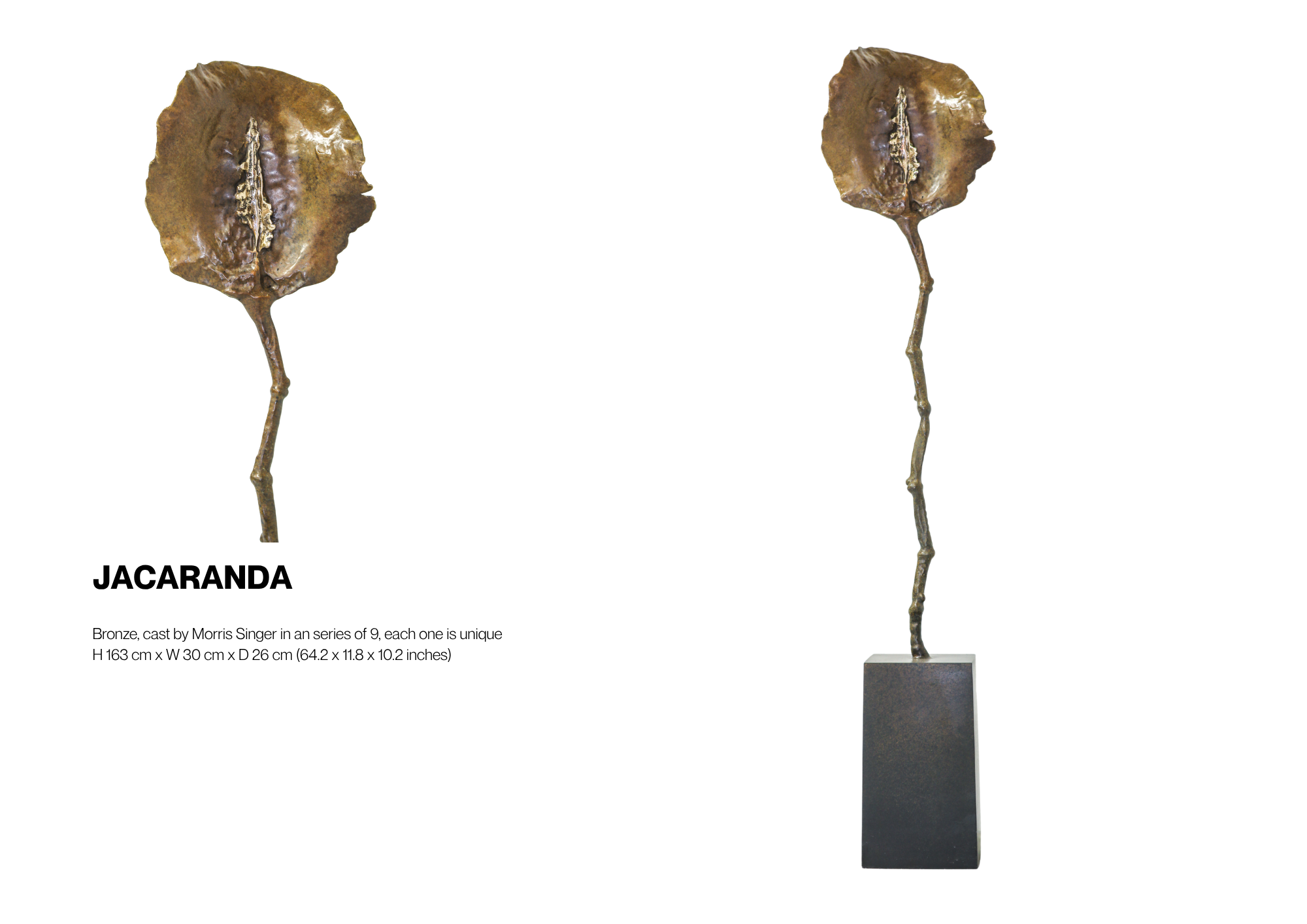 Jacaranda
