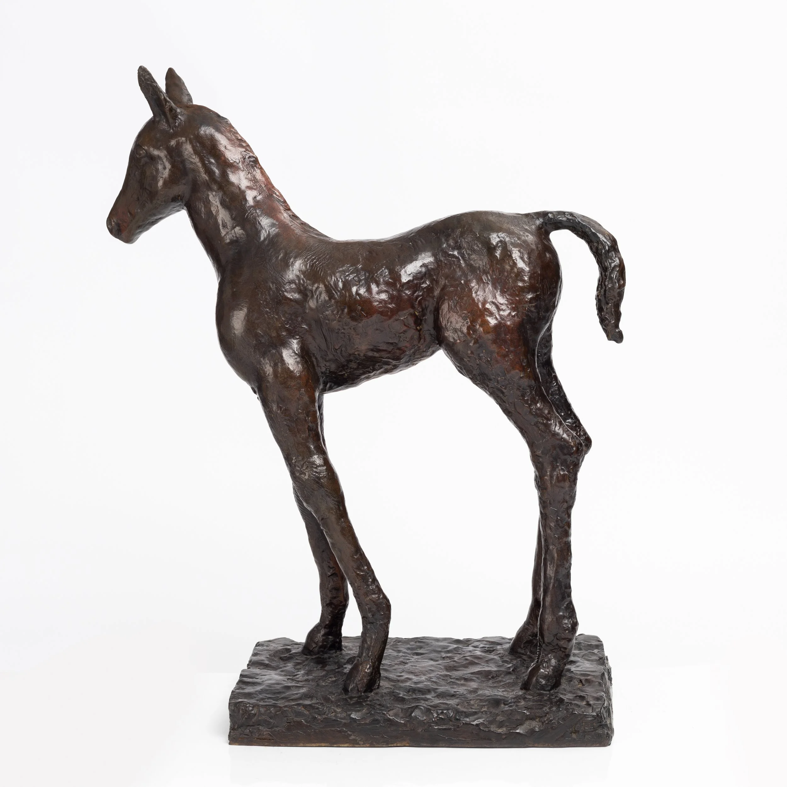 Poulain Foal 3.jpg