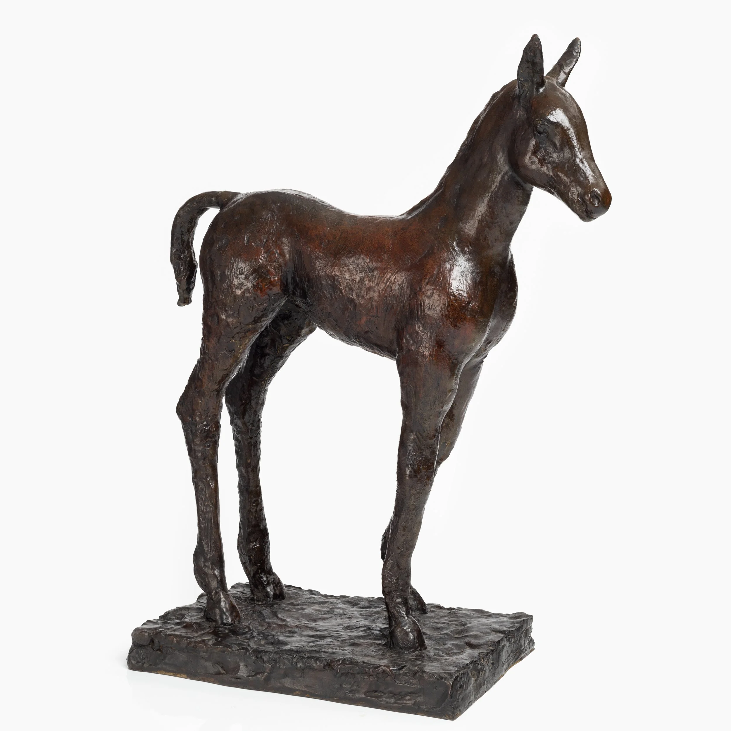 Poulain Foal.jpg
