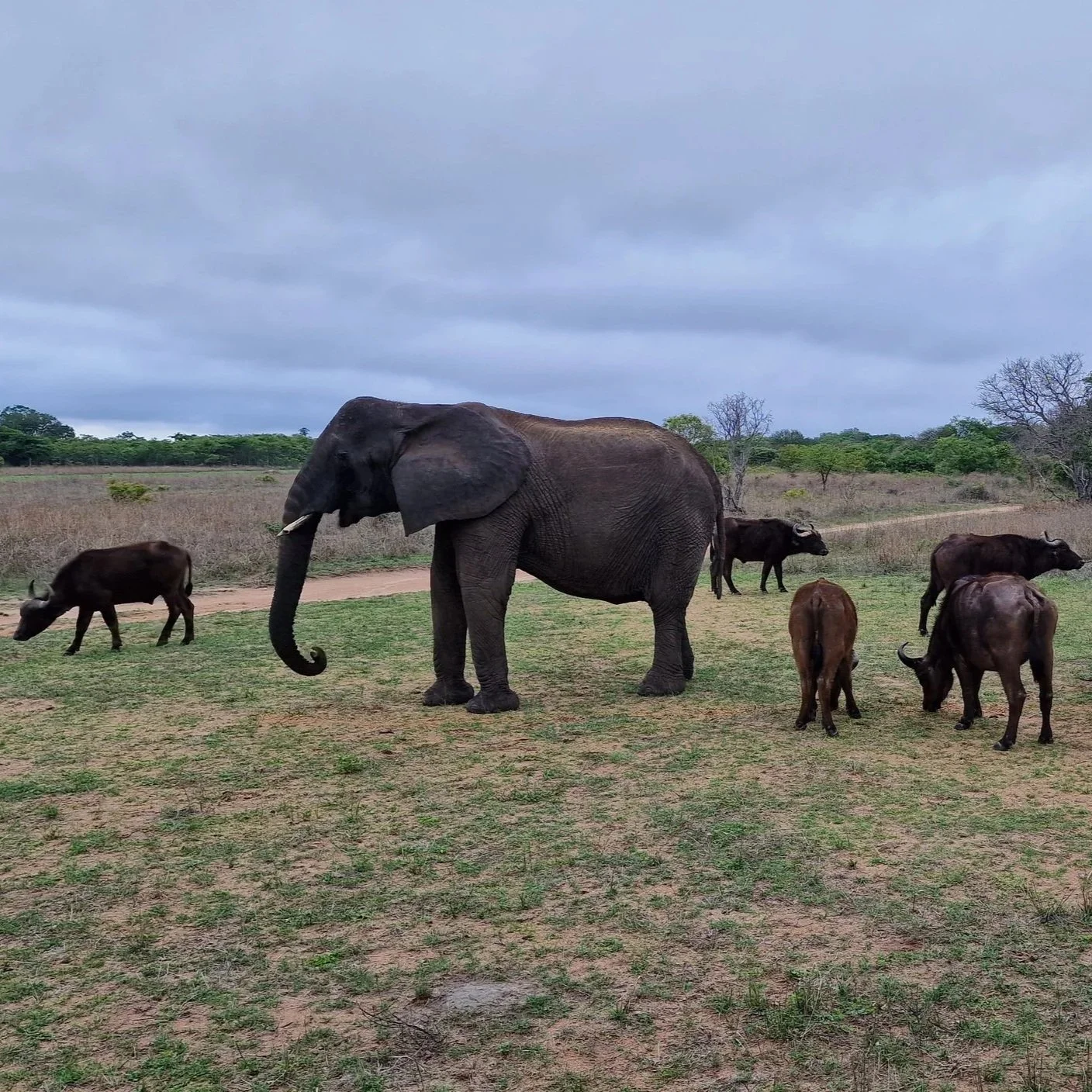 Zimbabwe - Imire Rhino &amp; Wildlife Sanctuary (17-23 November)