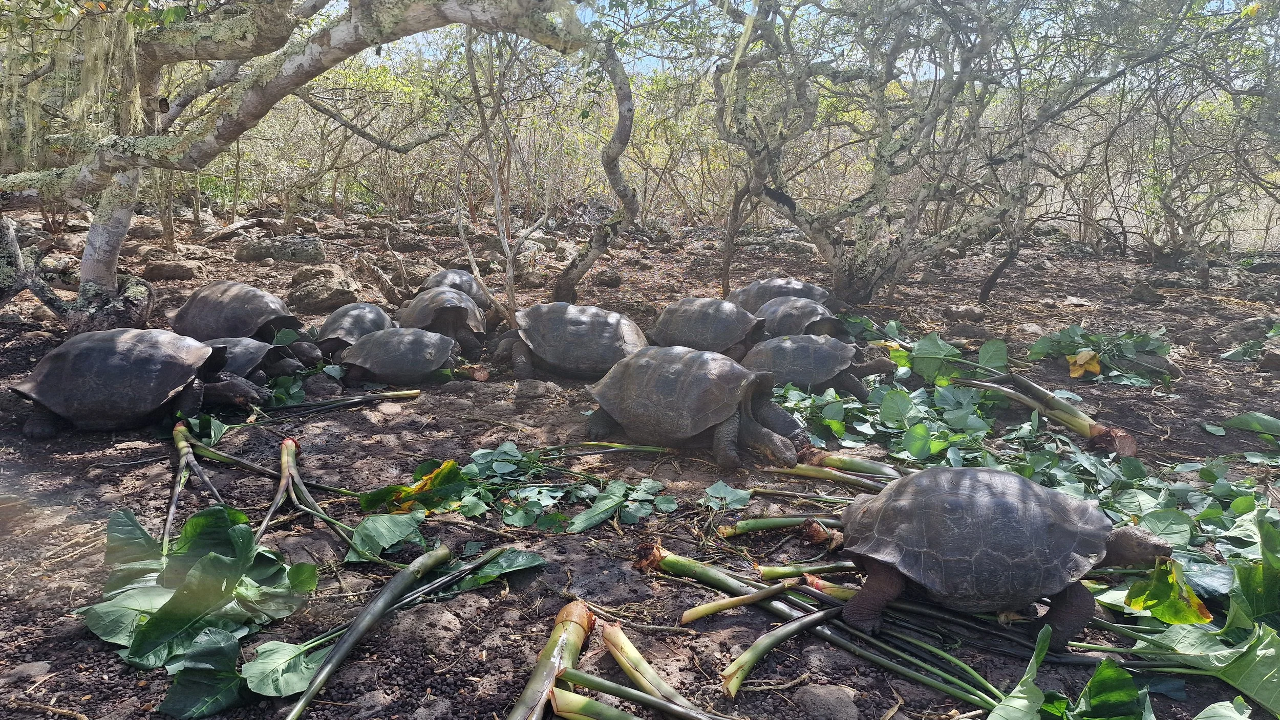 Galapagos - Giant Tortoise and Sealion conservation (2-22 Feb)