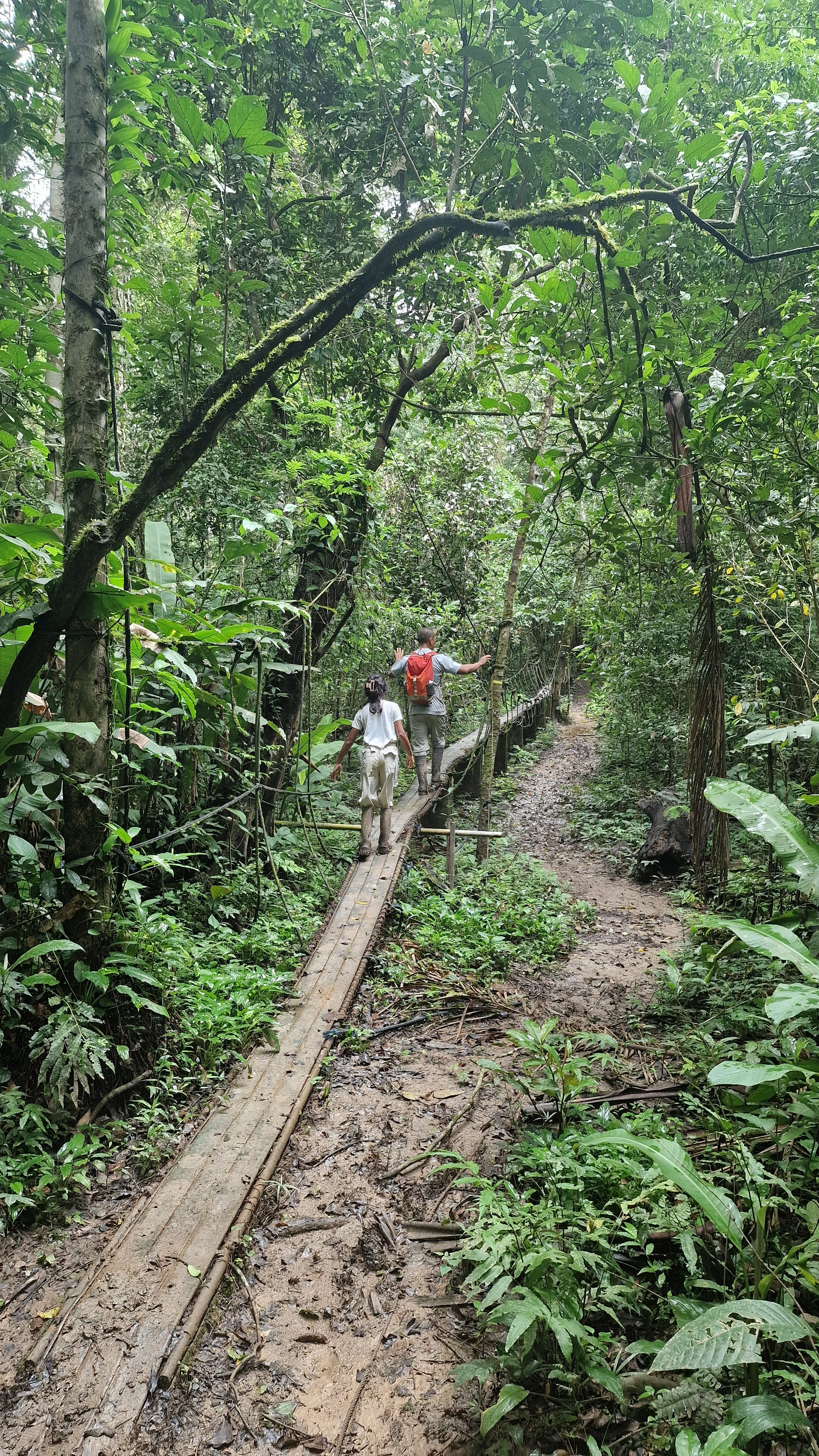 Peru - Taricaya Reserve, Amazon Rainforest (2-14 March)