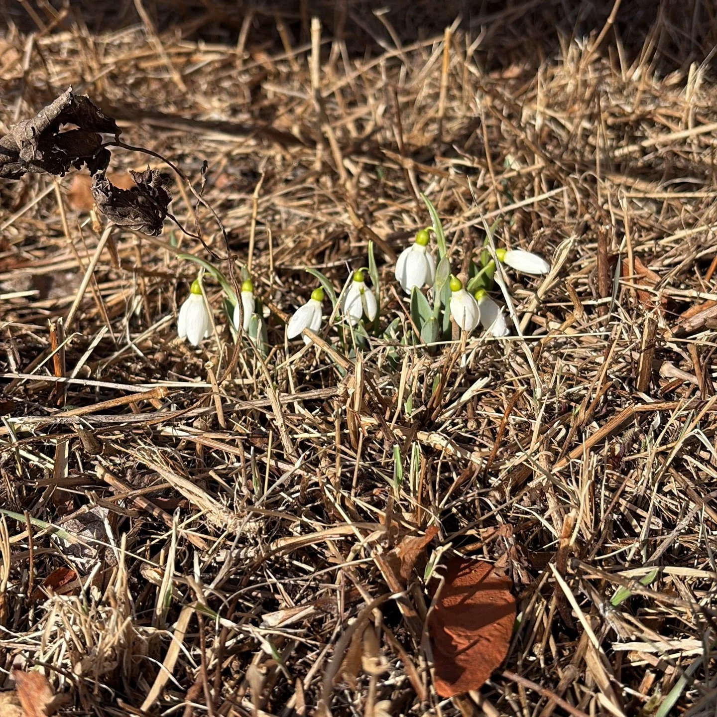 &Auml;r v&aring;ren h&auml;r? 
Och vad g&ouml;r det att det de sjunger om bl&aring;sippor och bilden visar sn&ouml;droppar? Man har liksom bl&aring;sippefeeling ☀️