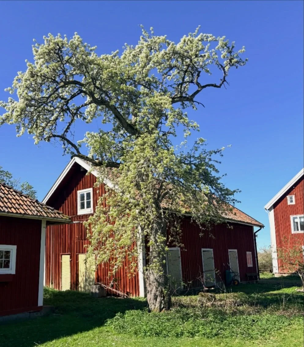 Det gamla p&auml;rontr&auml;det blommar hur fint som helst 🌸