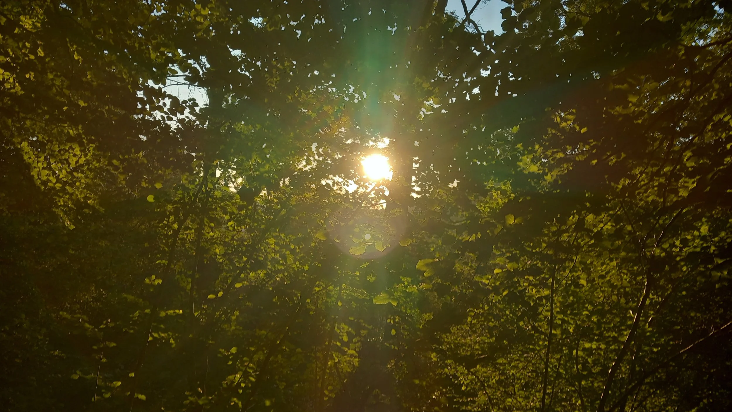 Sun shining through the leaves of trees in a forest during daytime.