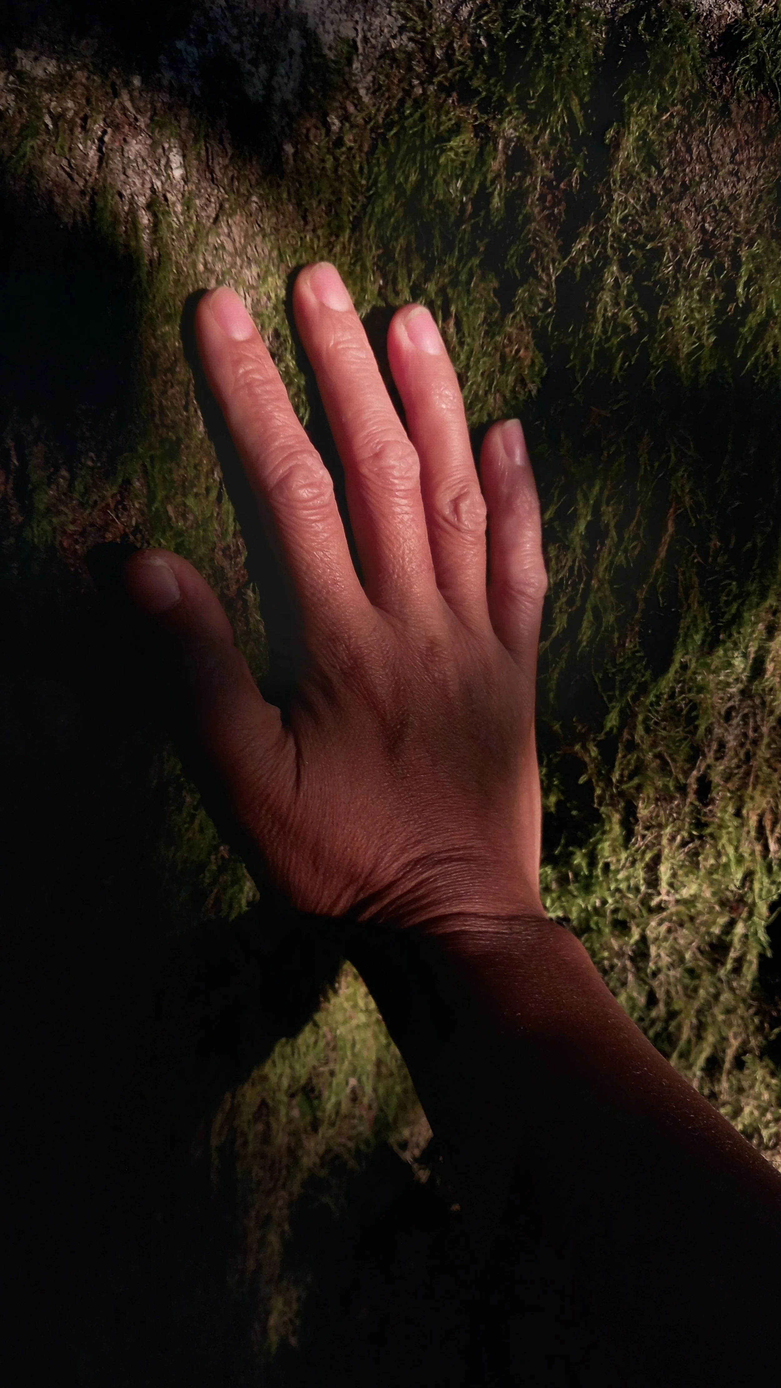 A human hand with fingers extended, touching moss-covered tree bark in a dimly lit environment.