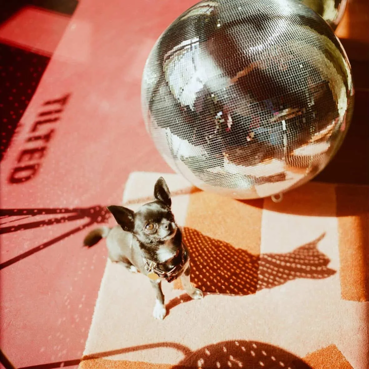 Pebbles 

📸 @stillstoriesbyraquel 

#tiltedstudio
#chihuahua
#copenhagen 
#barbershopdog
#shorthairdocare