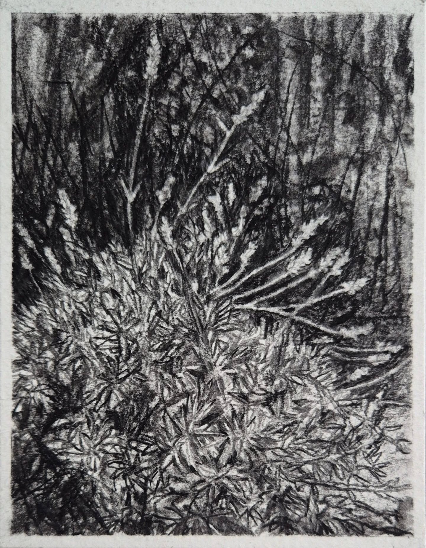 Lavender - Charcoal, graphite &amp; cont&eacute;

This is one of my 10 contributions to the Postcards at the Line exhibition. 
Postcards at the Line Gallery is on until the 23rd November - over 350 works with prices up to &pound;100. All 5&quot;x7&qu