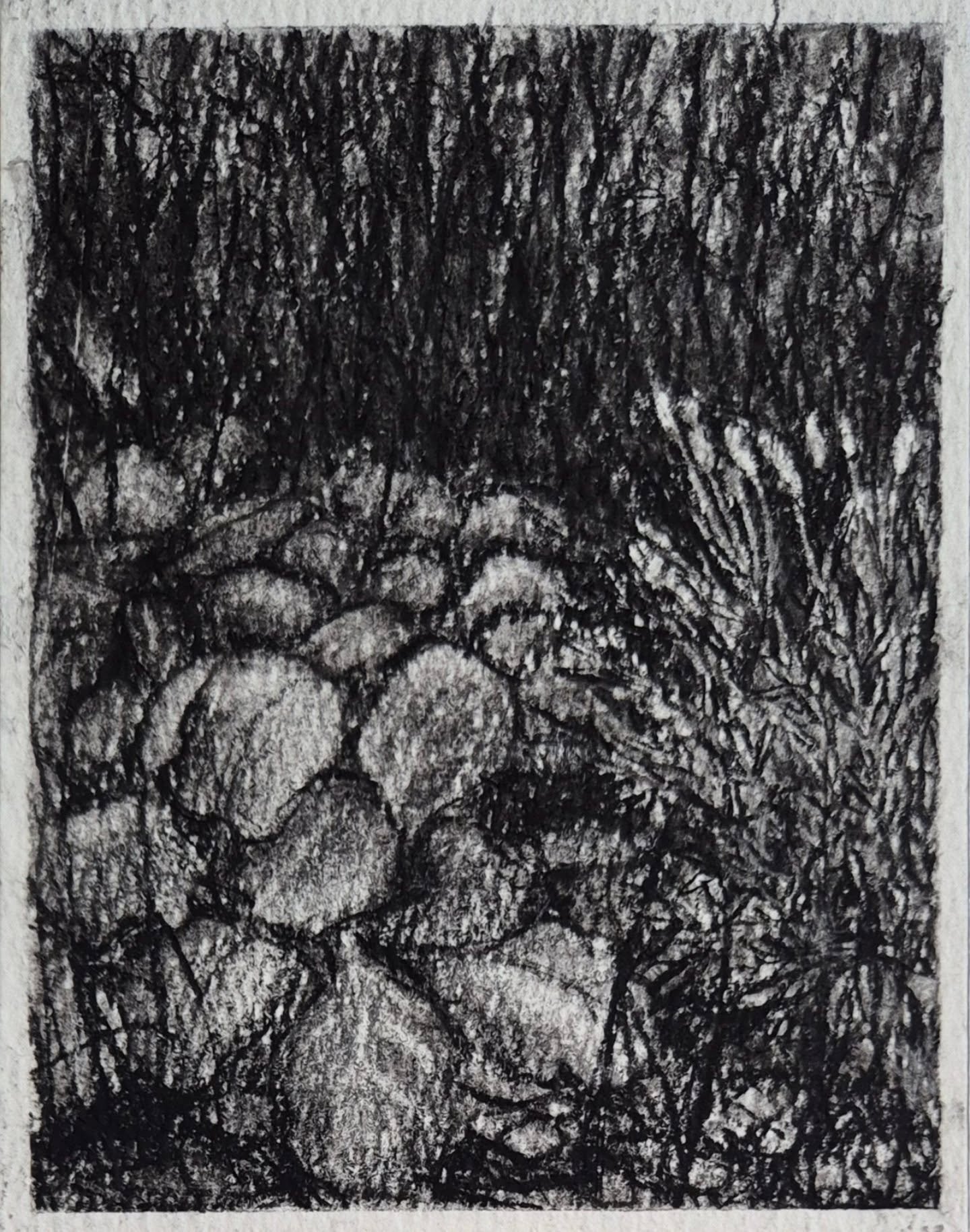 Lavender and Bergenia. Charcoal &amp; cont&eacute;

This is one of my 10 contributions to the Postcards at the Line exhibition.
Postcards at the Line Gallery is on until the 23rd November - over 350 works with prices up to &pound;100. All 5&quot;x7&q