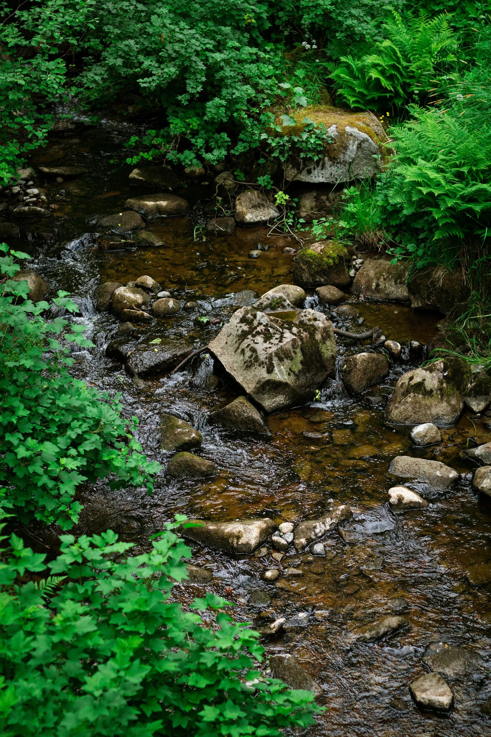 A small, rocky stream flowing through lush green plants and foliage.