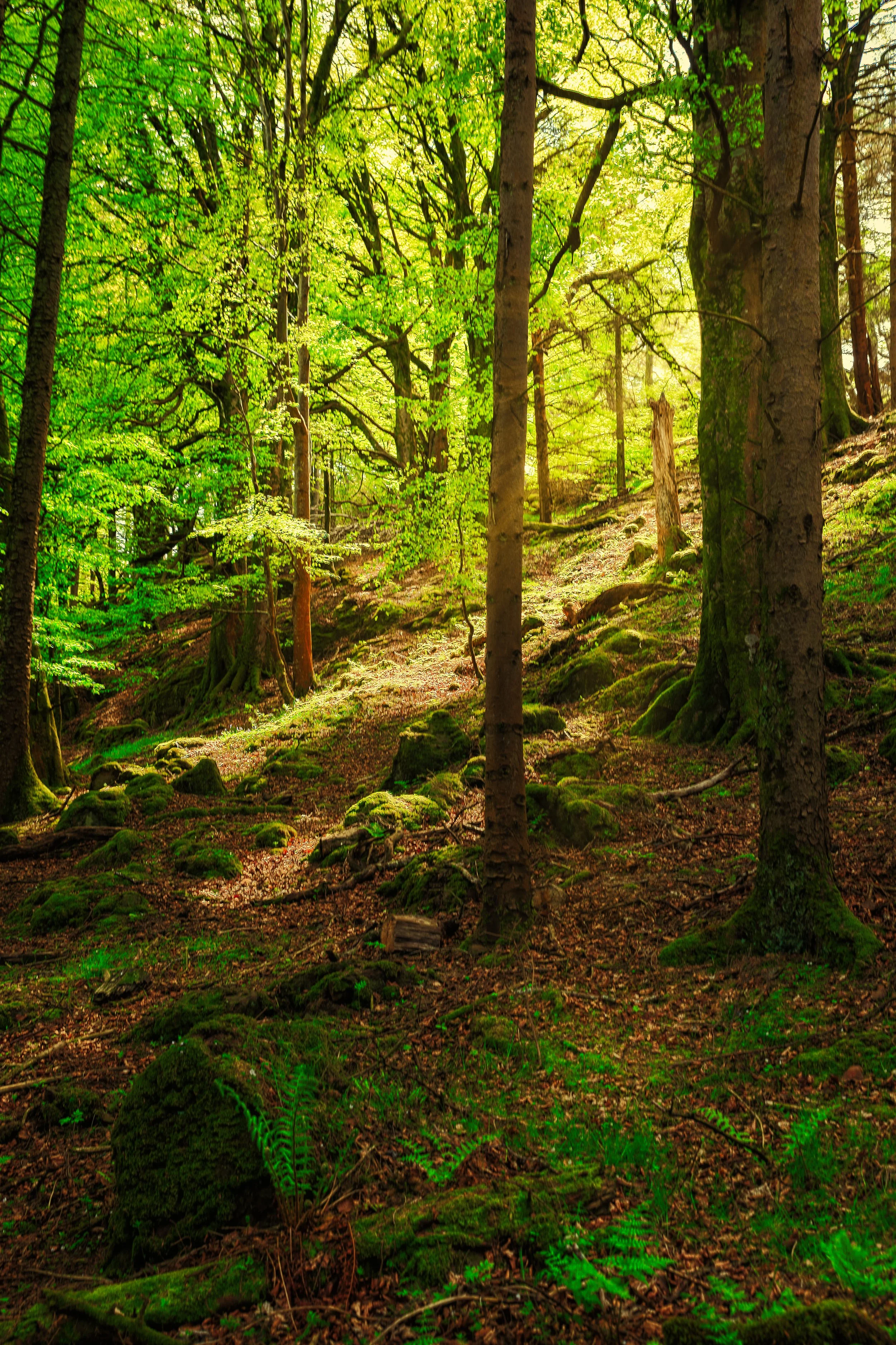 A lush green forest with sunlight filtering through the trees, moss-covered rocks, and a dirt path.