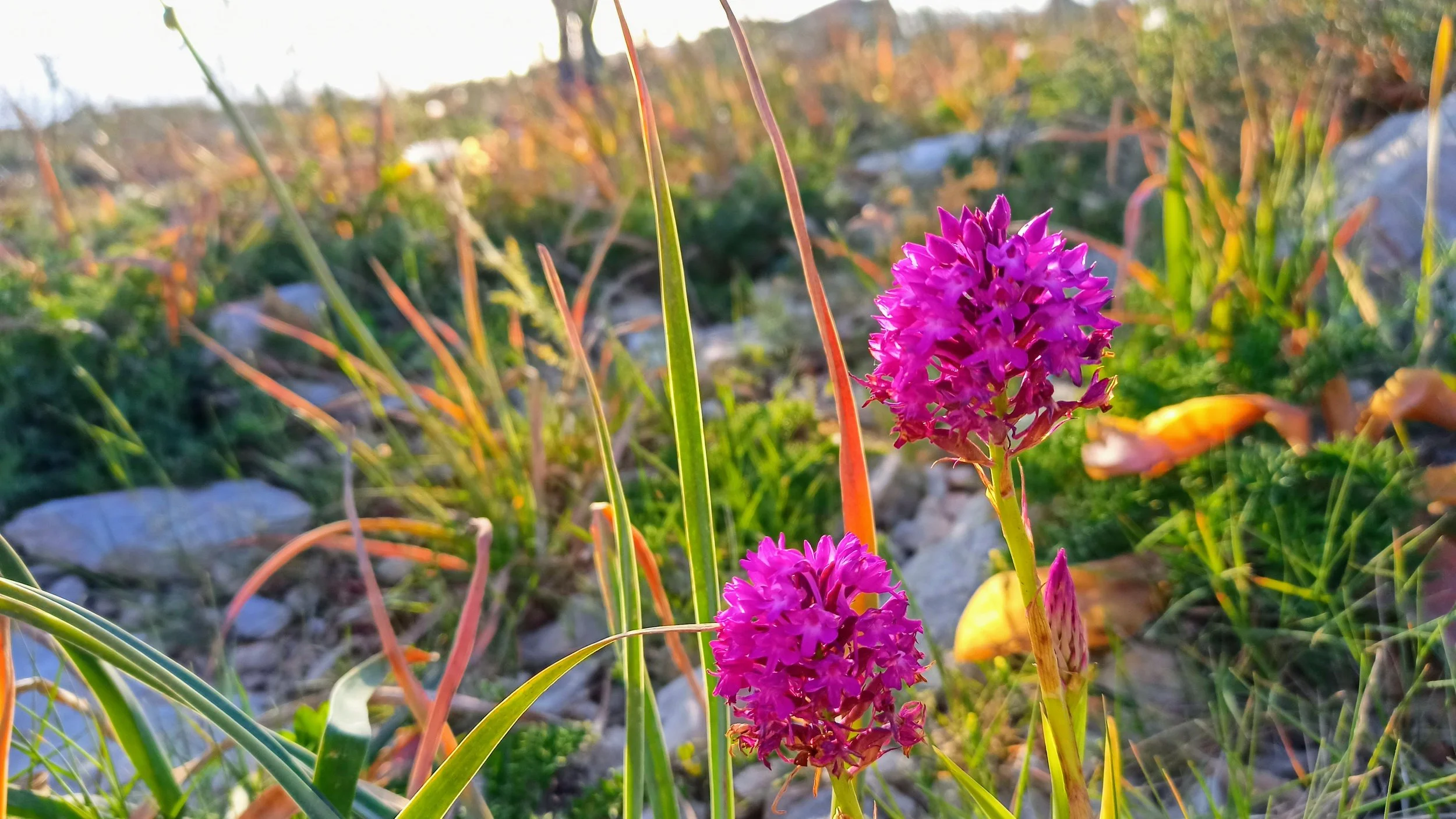 Close-up of two vibrant pink flowers growing amidst green grass and rocks in a natural setting during sunset.