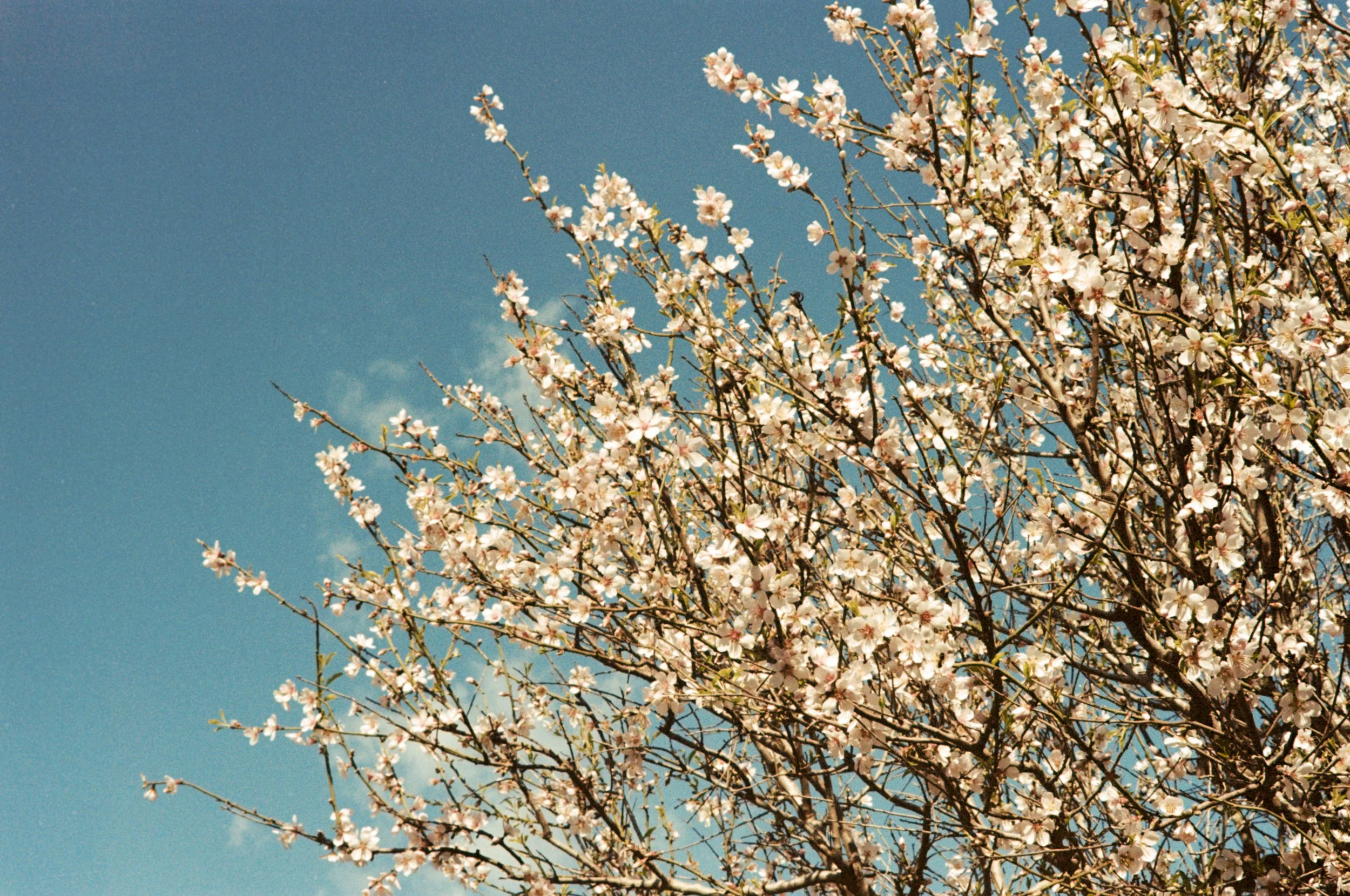 Blooming cherry tree branches with pink flowers against a blue sky in the Maltese countryside.