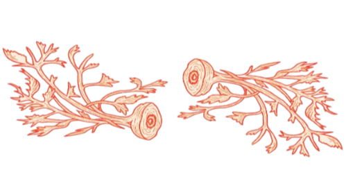 CARROT JUICE STUDIOS