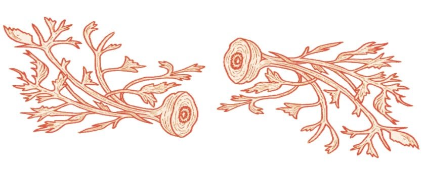 CARROT JUICE STUDIOS