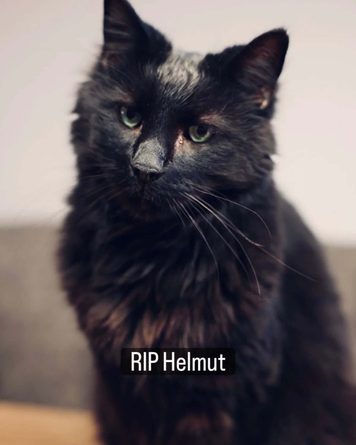 Ein feiner Begleiter hat uns verlassen, geboren in den Stra&szlig;en von New Jersey vor 16 Jahren, jetzt in den Armen der Familie in Neuburg gestorben. Stolz, f&uuml;r manche unvorhersehbar, zu uns immer liebevoll. Mit dem Schwiegervater auf Erkundun