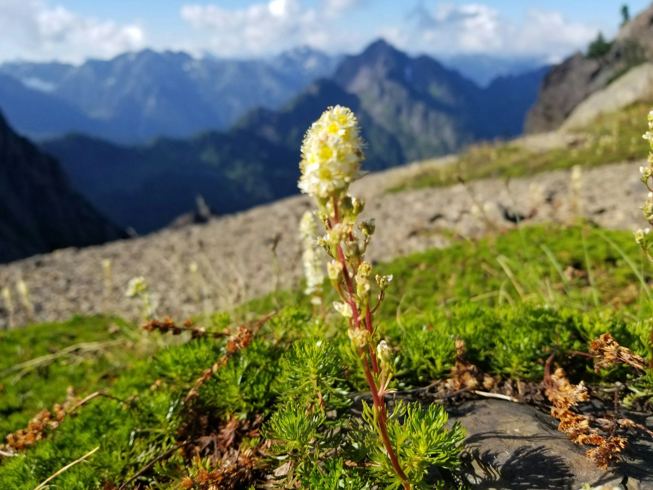 Close-up of a white wildflower with green foliage in a mountainous landscape with distant peaks and cloudy sky.