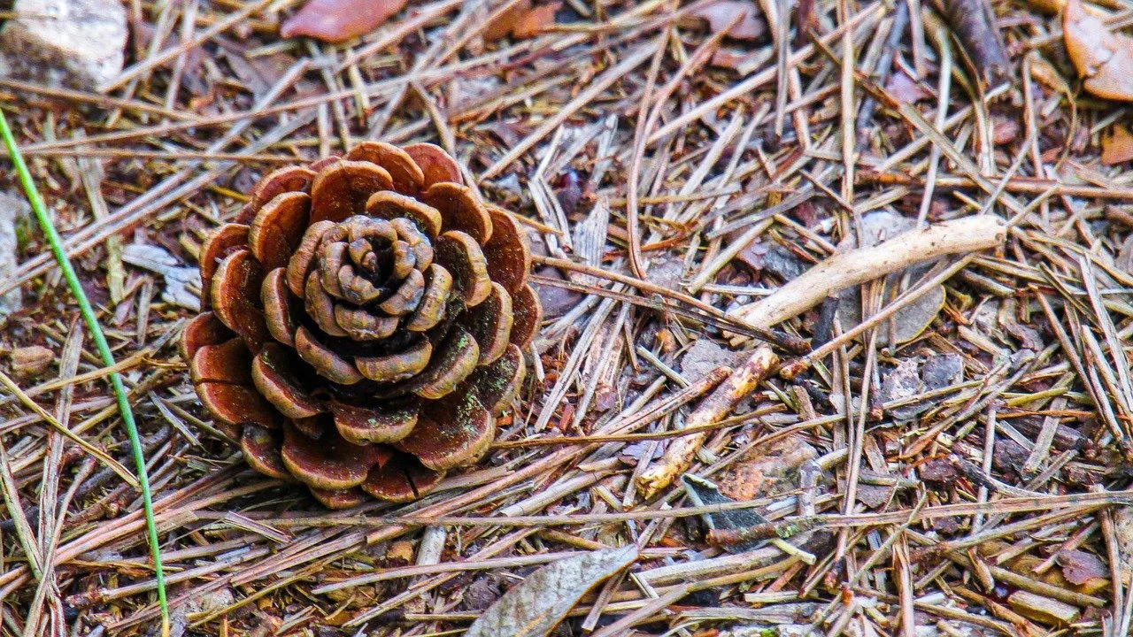 A pine cone lying on a forest floor covered with pine needles, small twigs, and leaves.