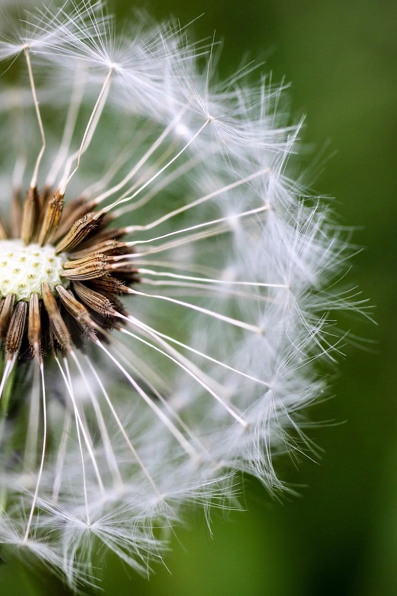 Close-up of a dandelion seed head with white, wispy seeds against a blurred green background.