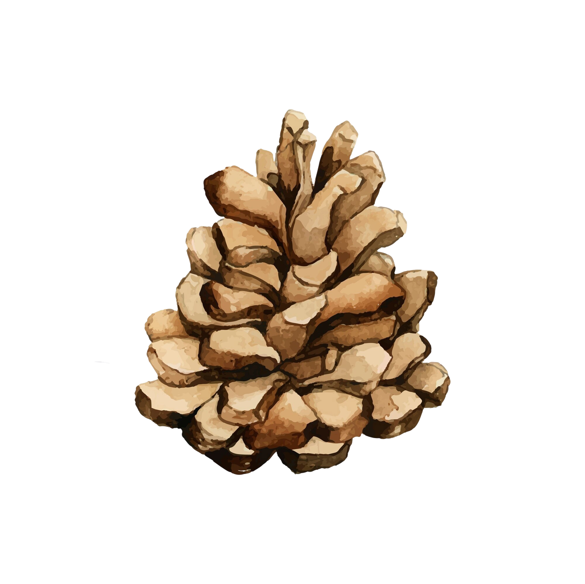 Close-up of a single pine cone against a black background.
