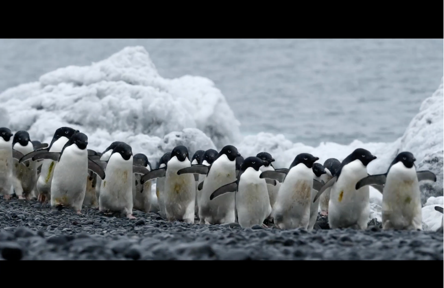 Penguins: Survival in Antartica