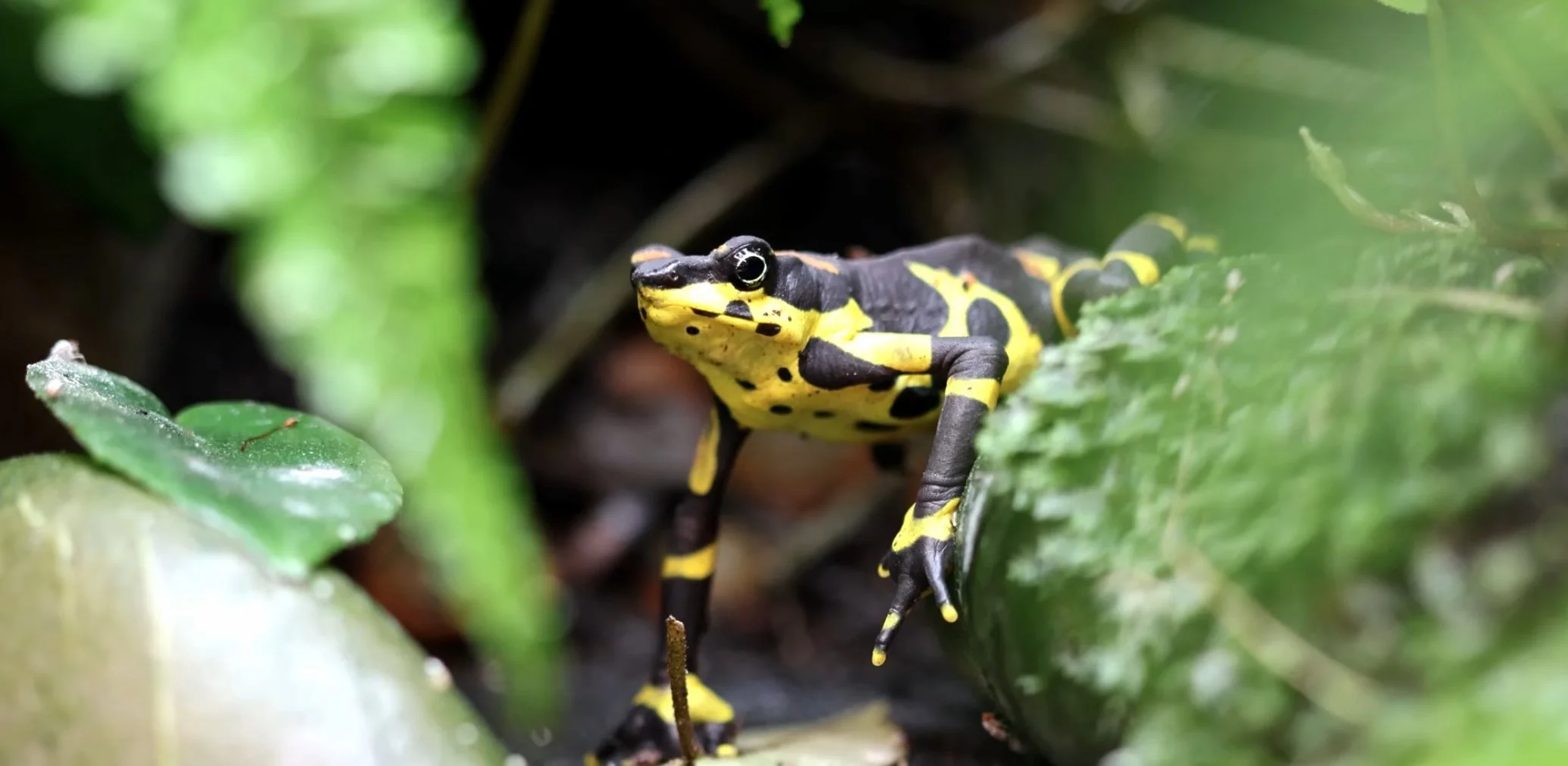 Harlequin: Bioindicators of the Wild