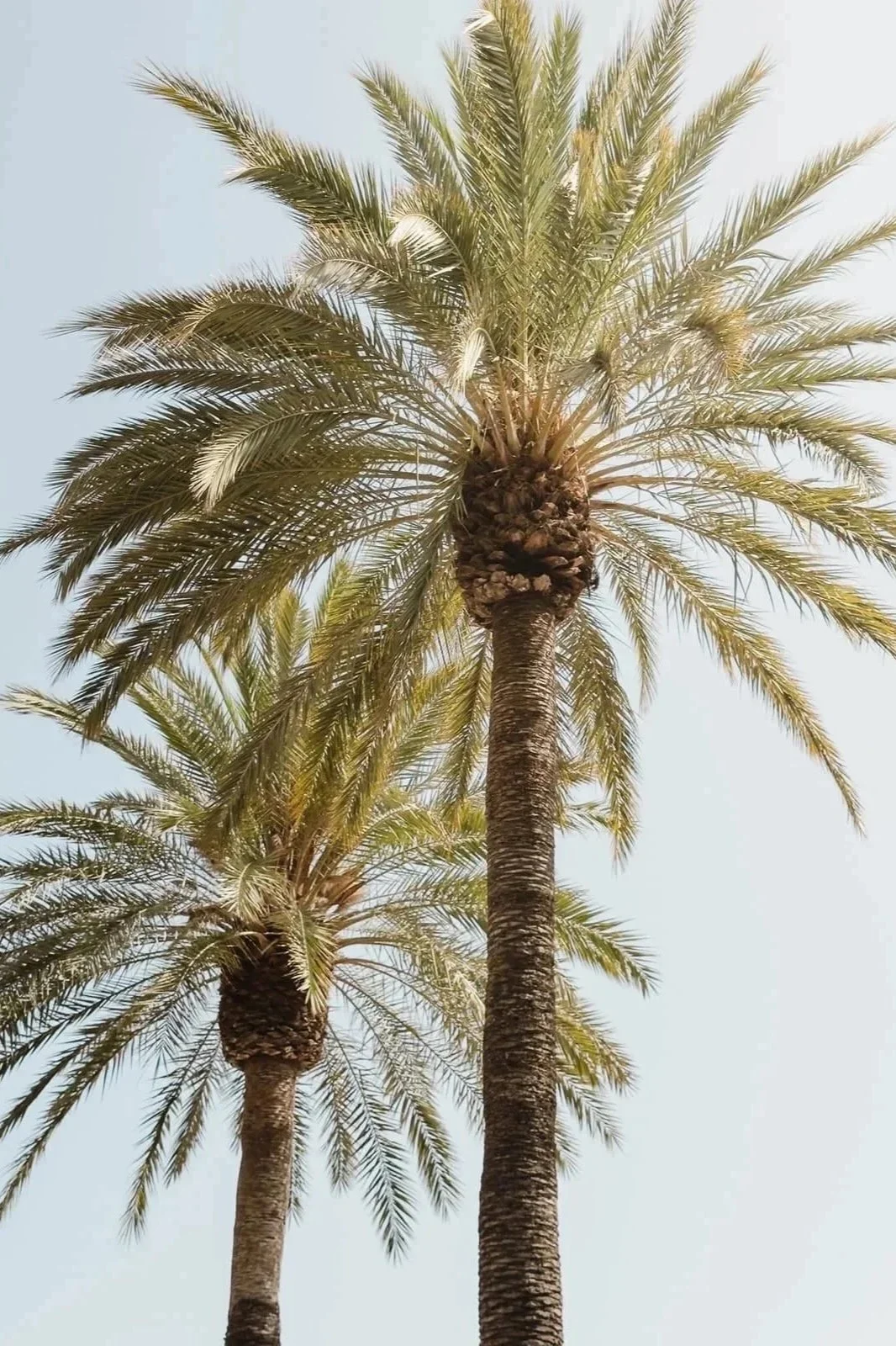 Two tall palm trees with green fronds against a pale blue sky.